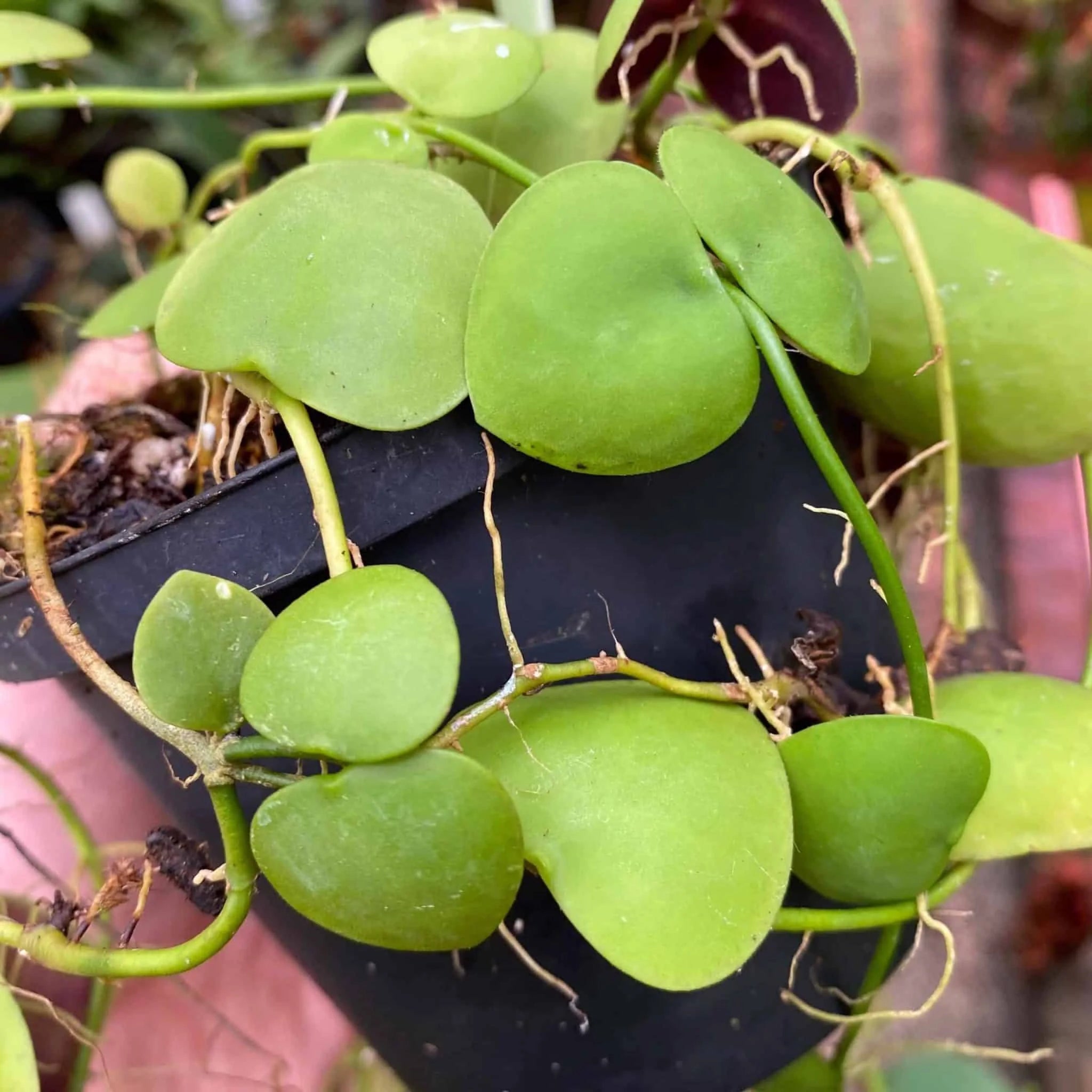 Dischidia cleistantha 大森食虫植物農園