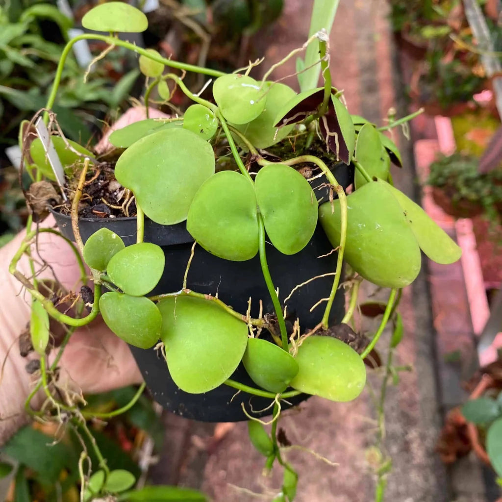 Dischidia cleistantha 大森食虫植物農園