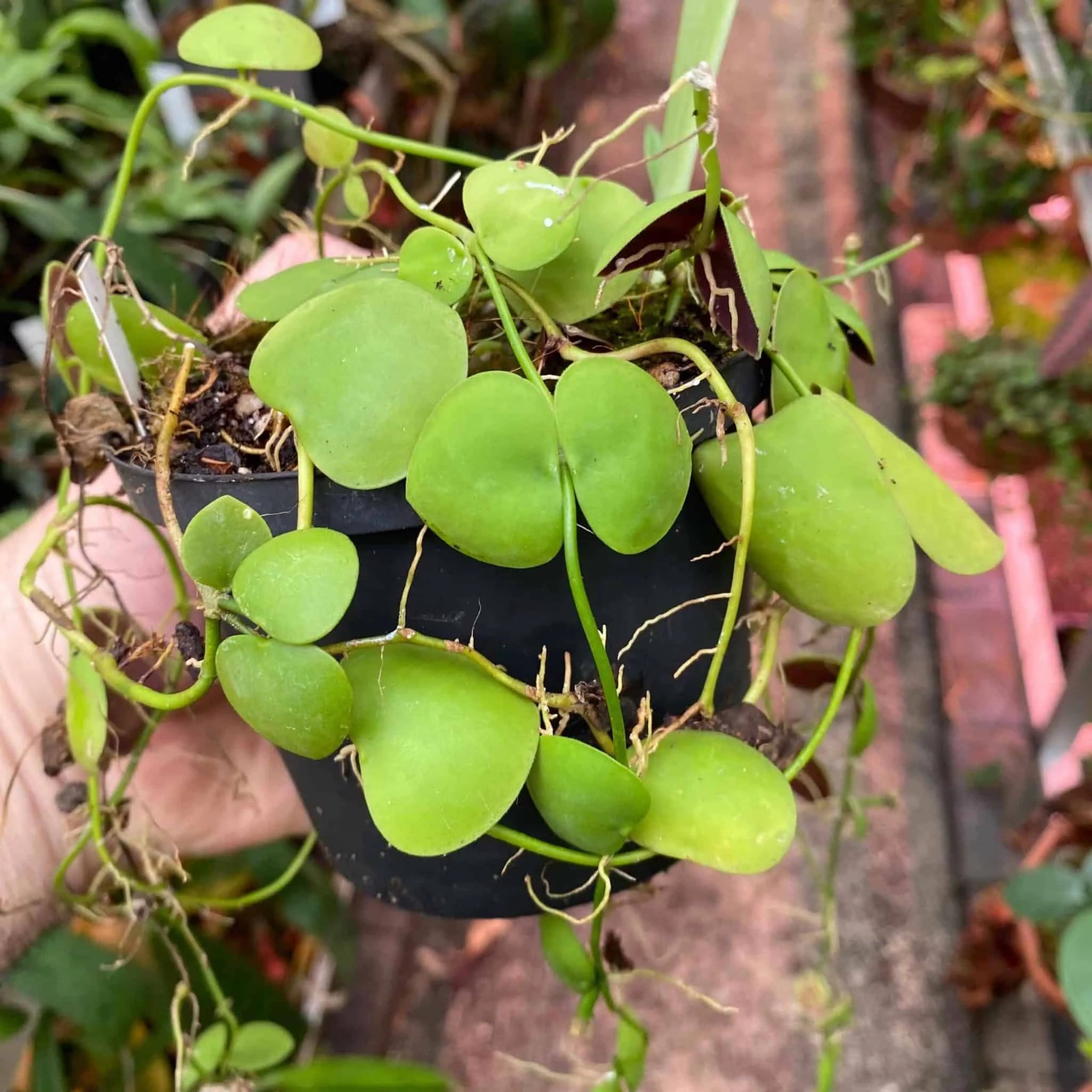 Dischidia cleistantha 大森食虫植物農園