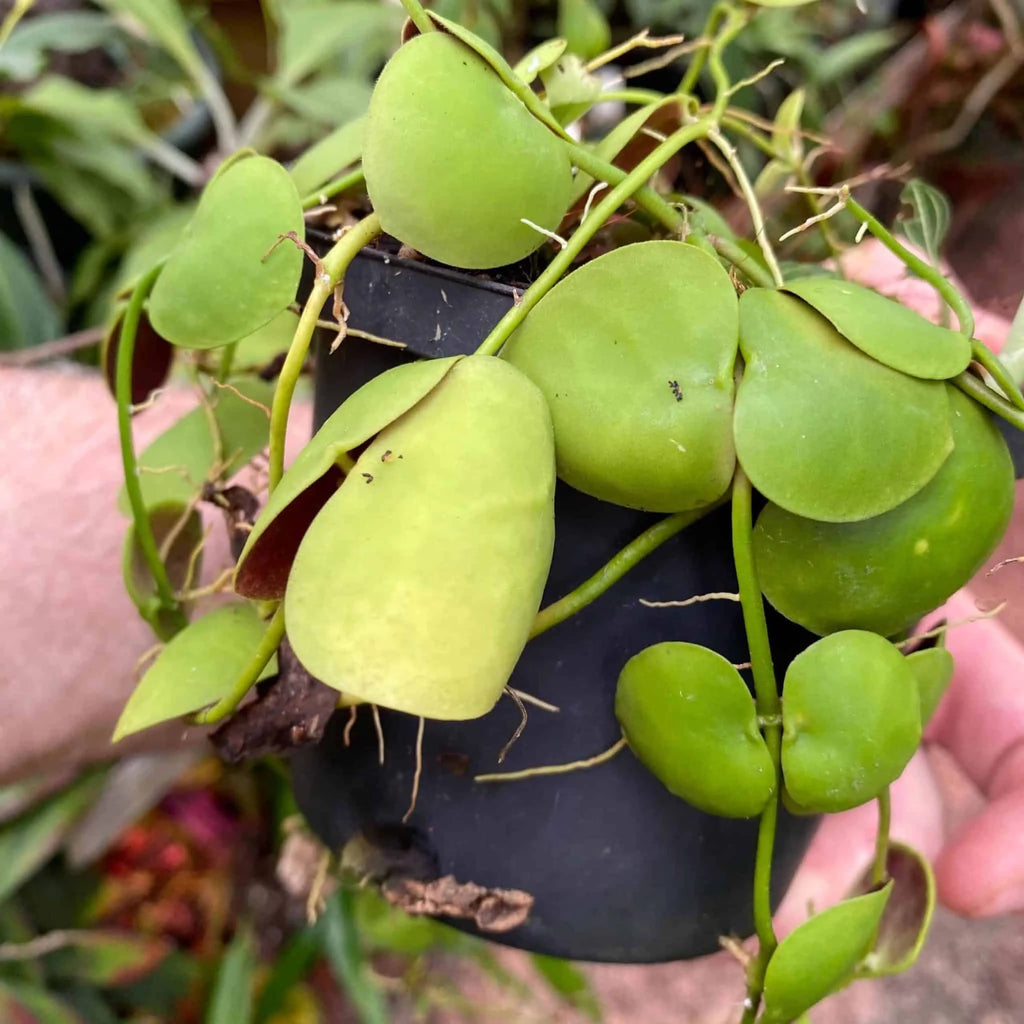 Dischidia cleistantha 大森食虫植物農園