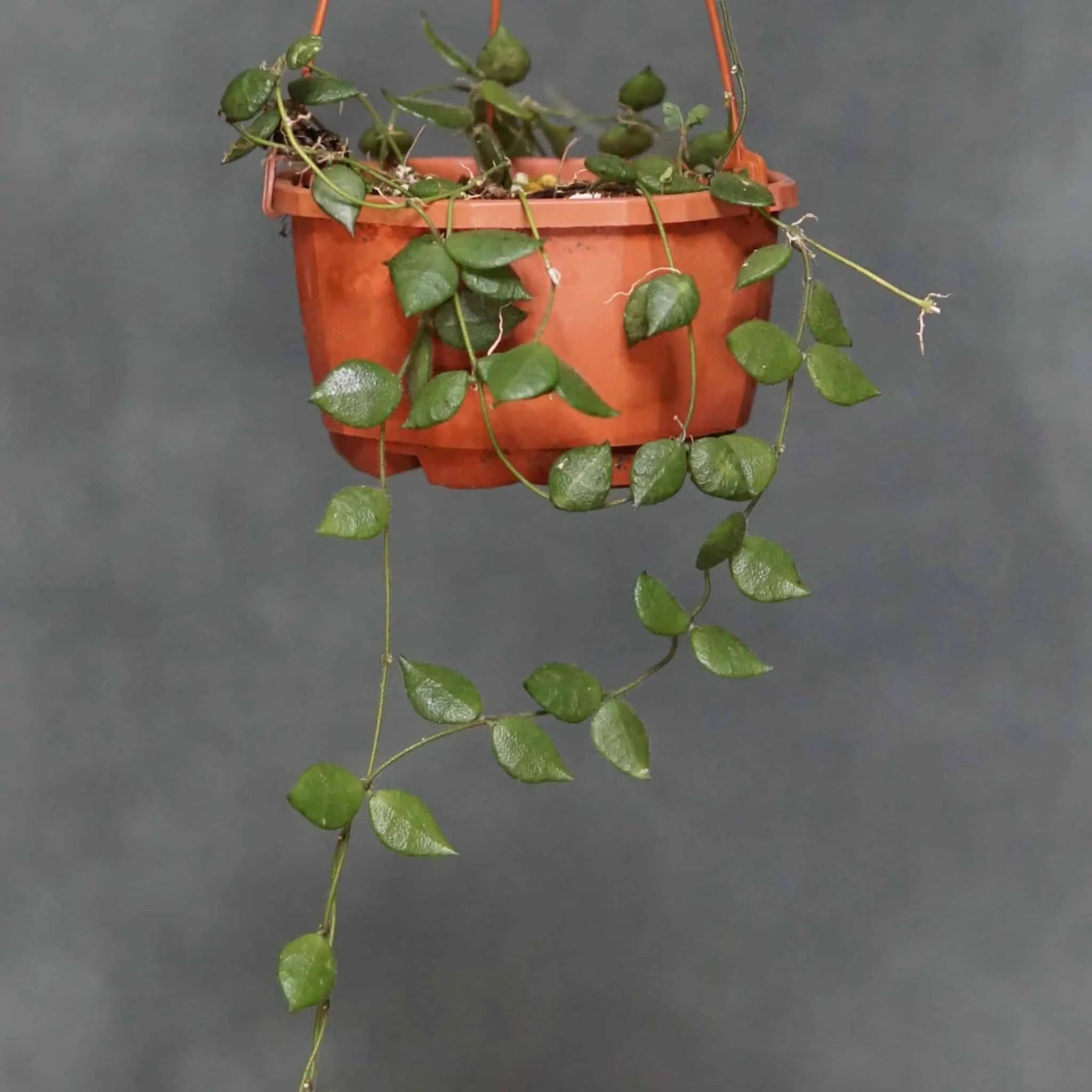 Dischidia hirsuta 大森食虫植物農園