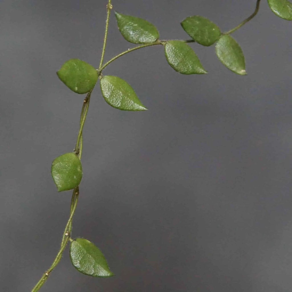 Dischidia hirsuta 大森食虫植物農園