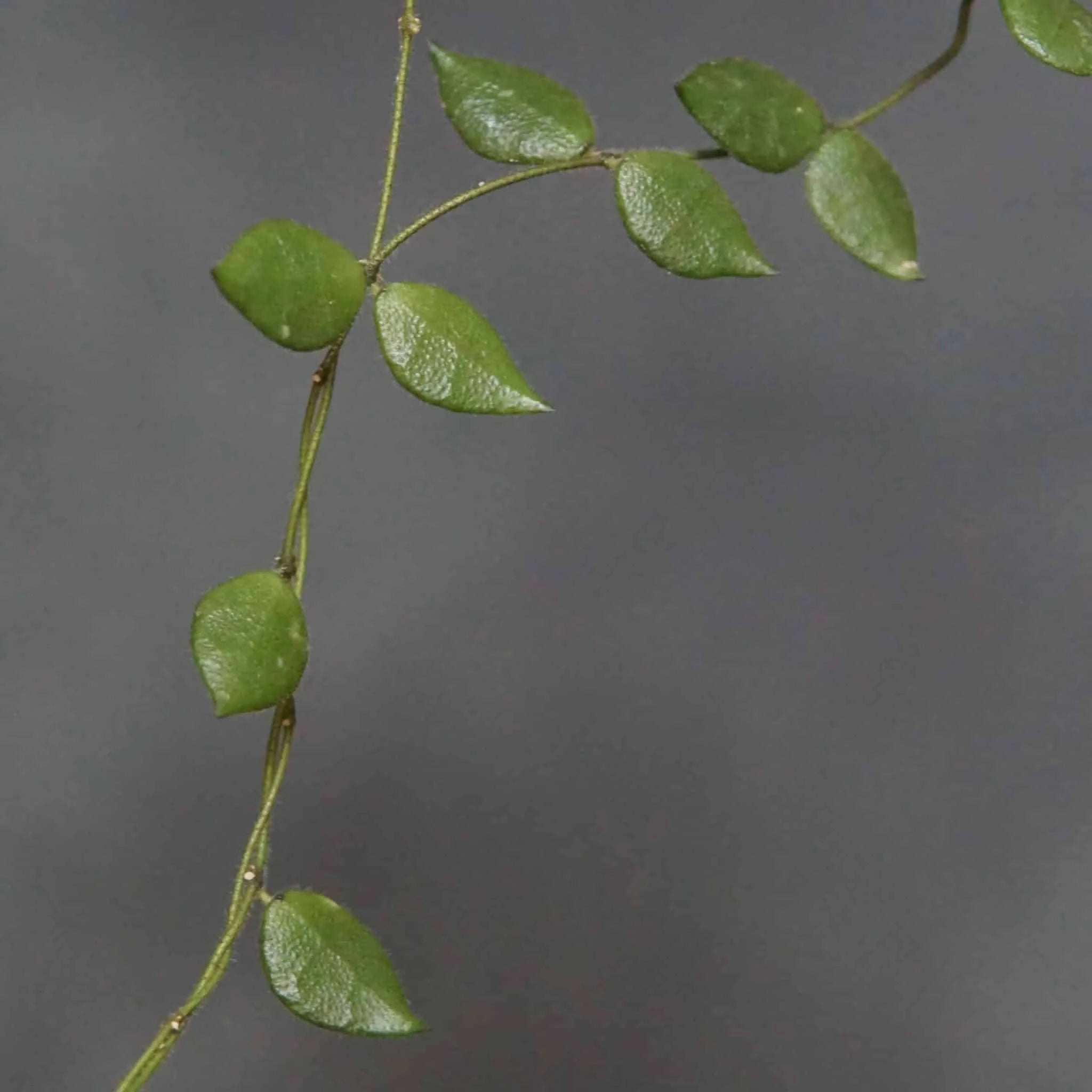 Dischidia hirsuta 大森食虫植物農園