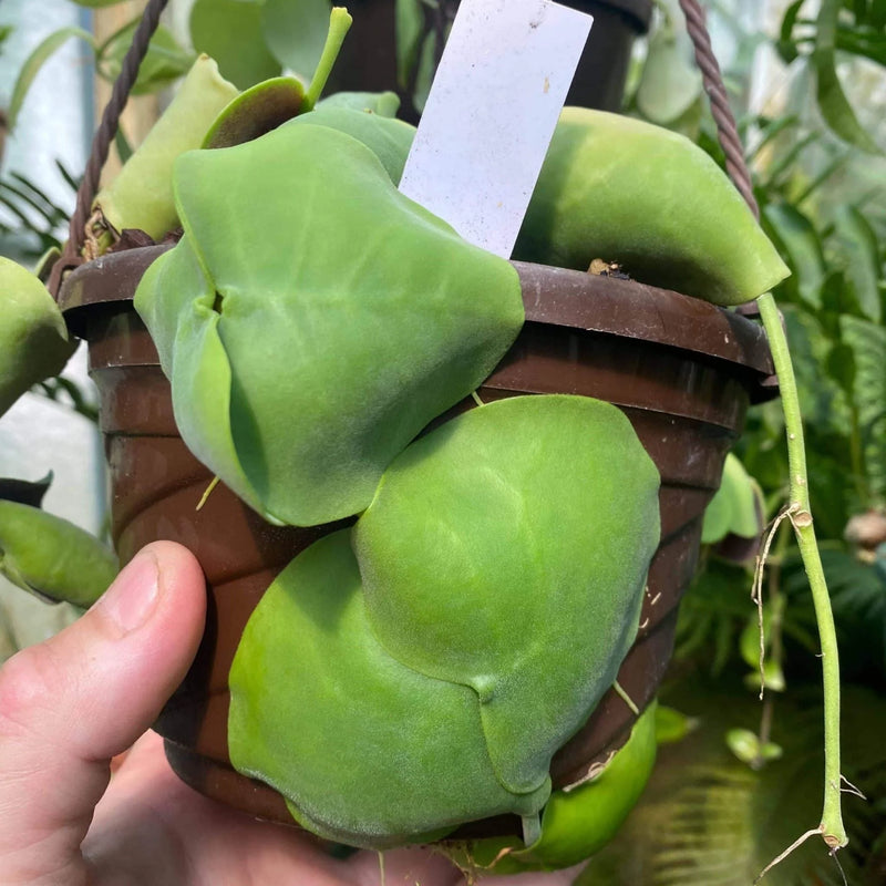 Dischidia imbricata 大森食虫植物農園
