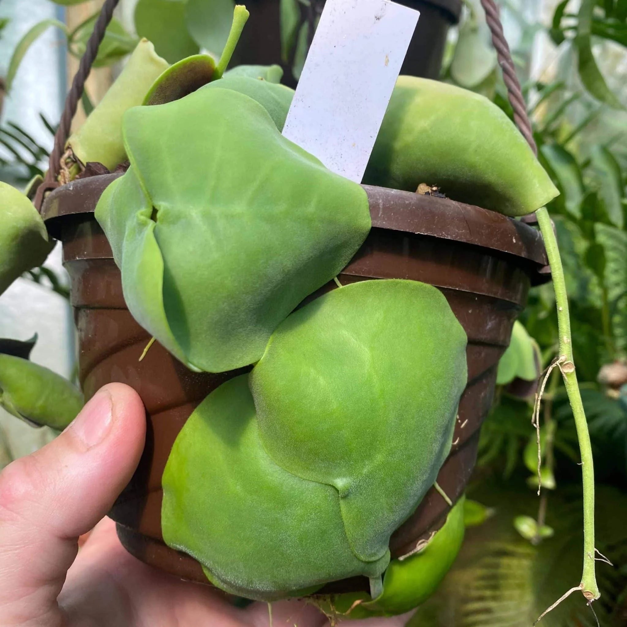 Dischidia imbricataﾠ 大森食虫植物農園