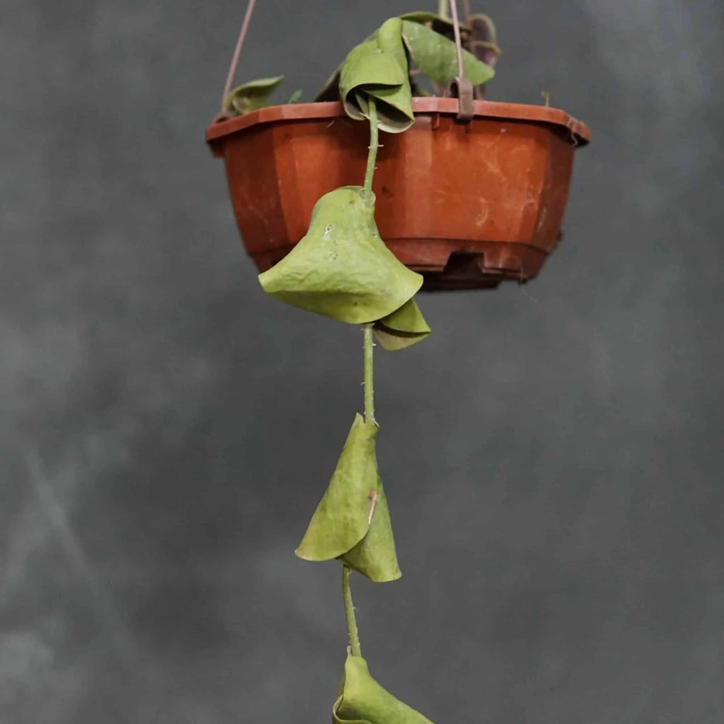 Dischidia imbricataﾠ 大森食虫植物農園