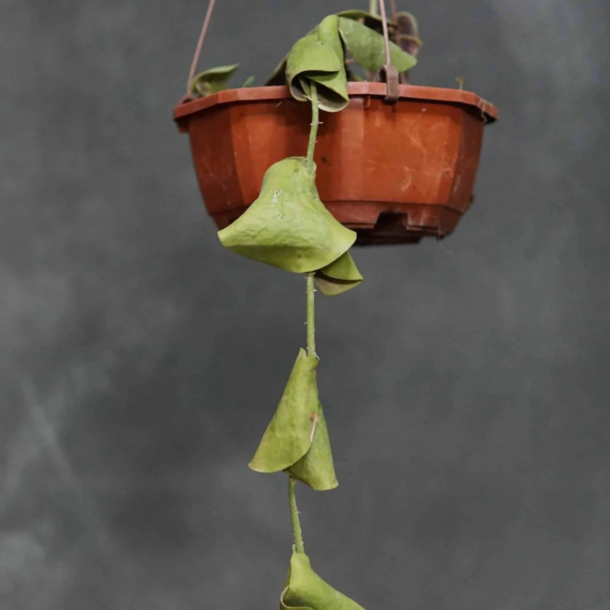 Dischidia imbricataﾠ 大森食虫植物農園