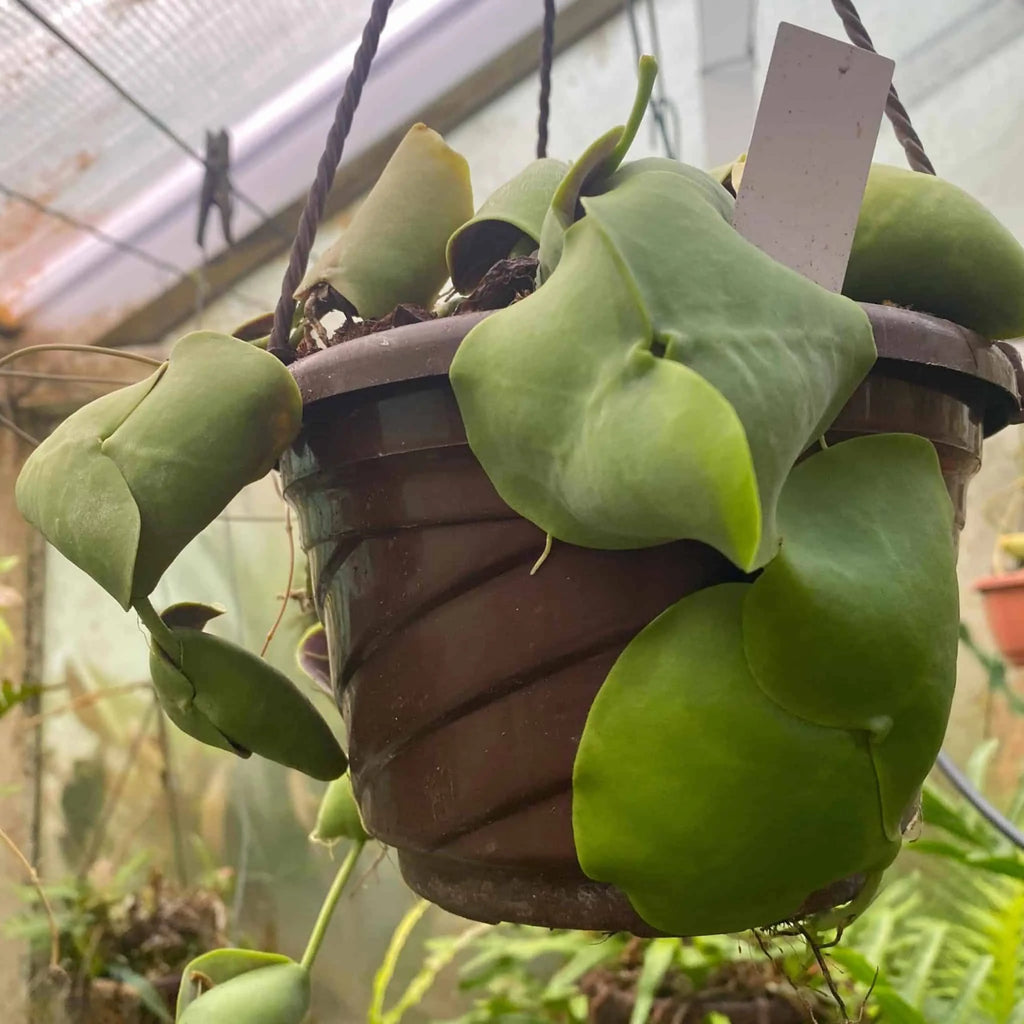 Dischidia imbricataﾠ 大森食虫植物農園