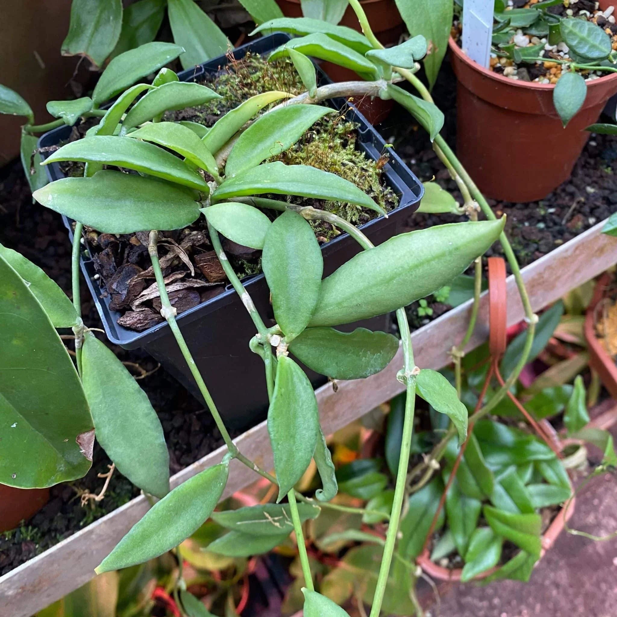 Dischidia kerrii 大森食虫植物農園