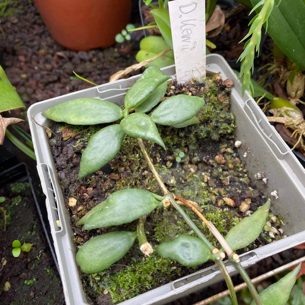 Dischidia kerrii 大森食虫植物農園