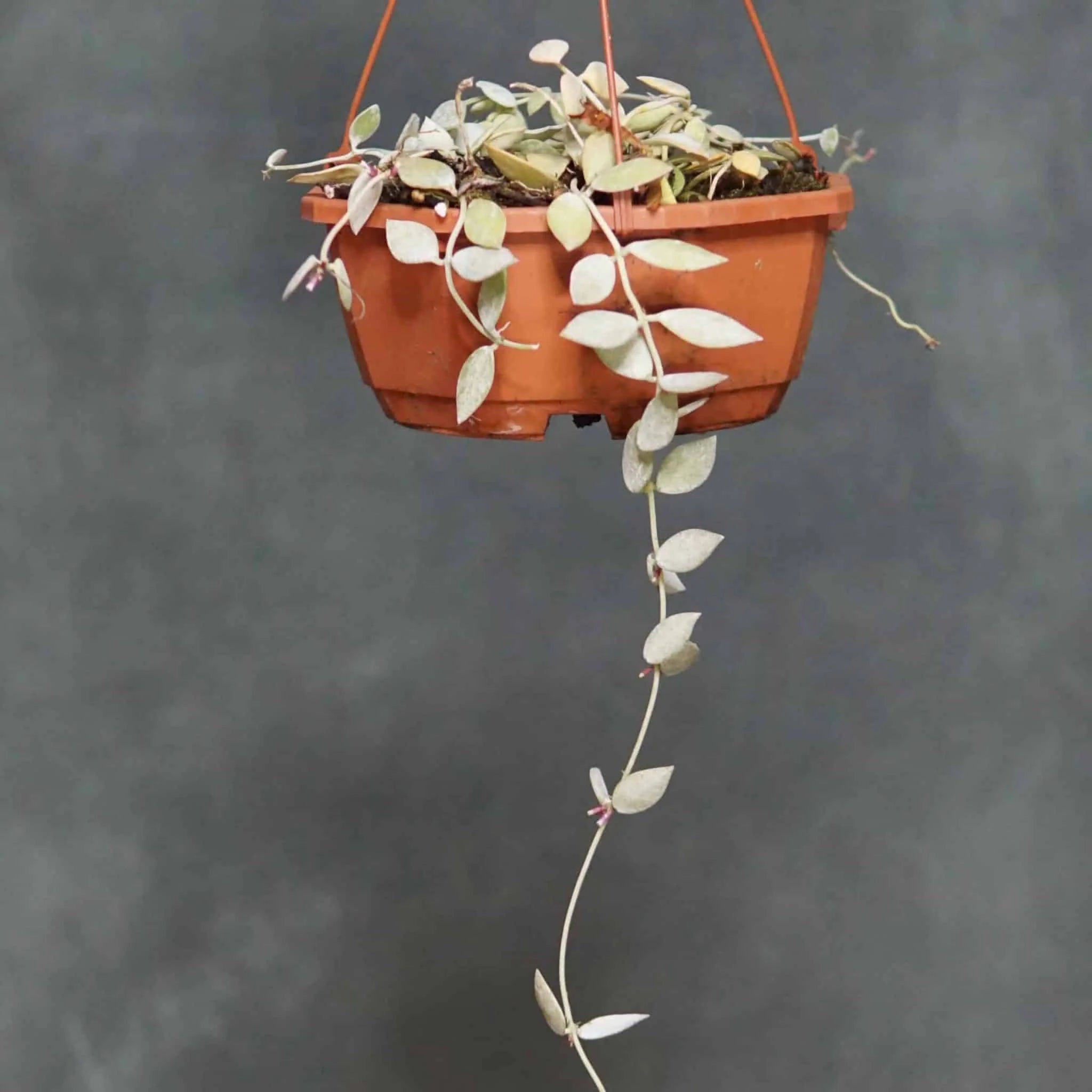 Dischidia kutchinensis 大森食虫植物農園