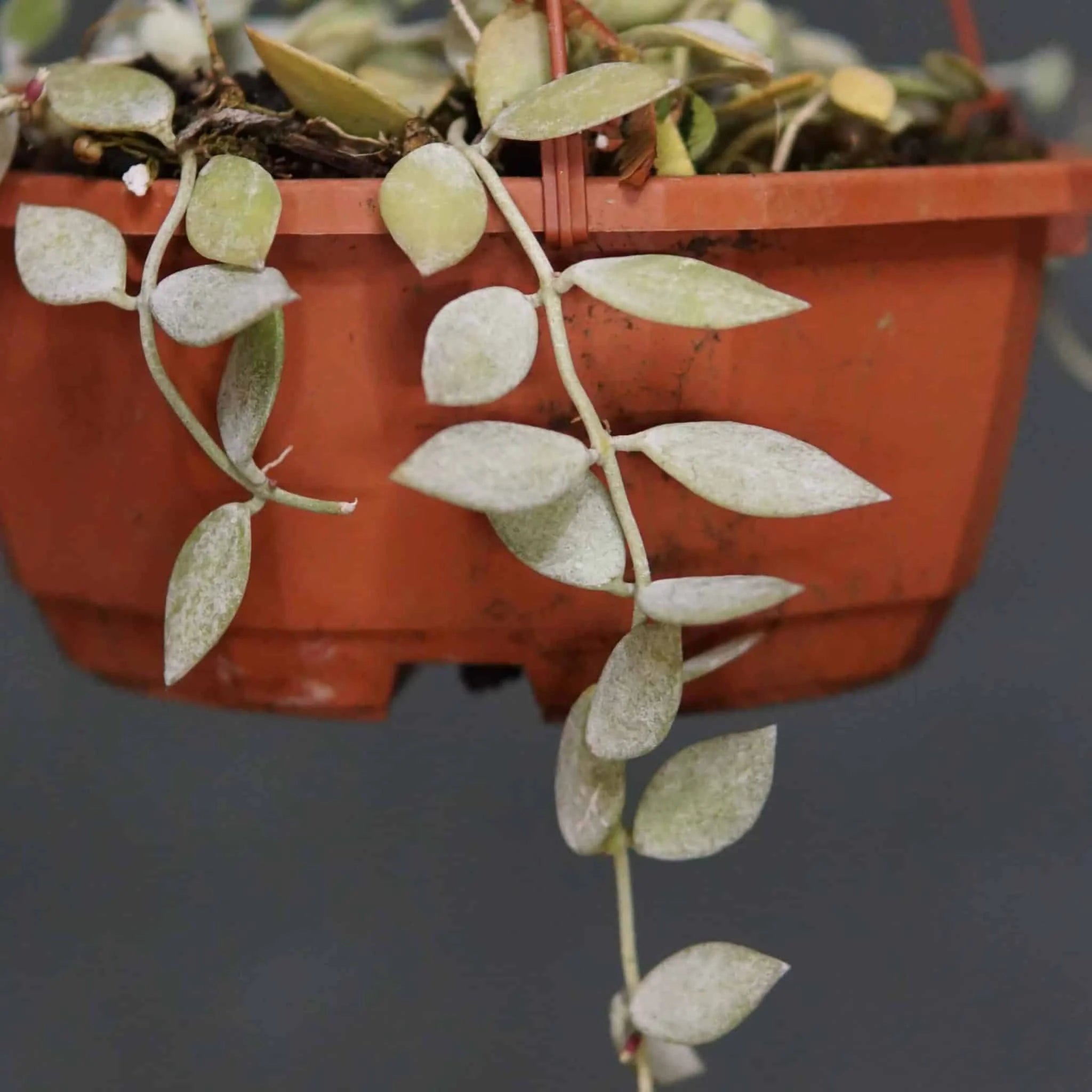 Dischidia kutchinensis 大森食虫植物農園