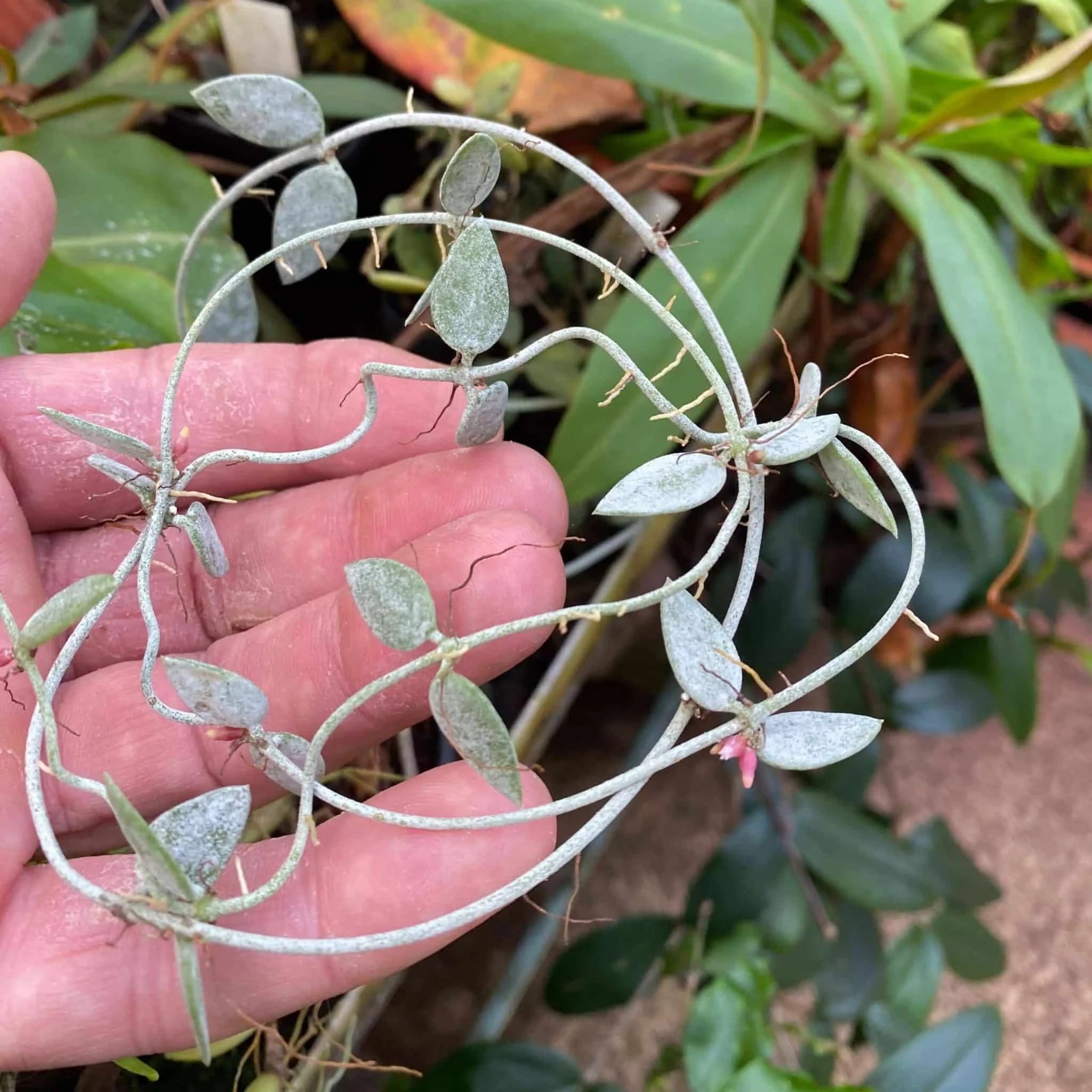 Dischidia kutchinensis 大森食虫植物農園