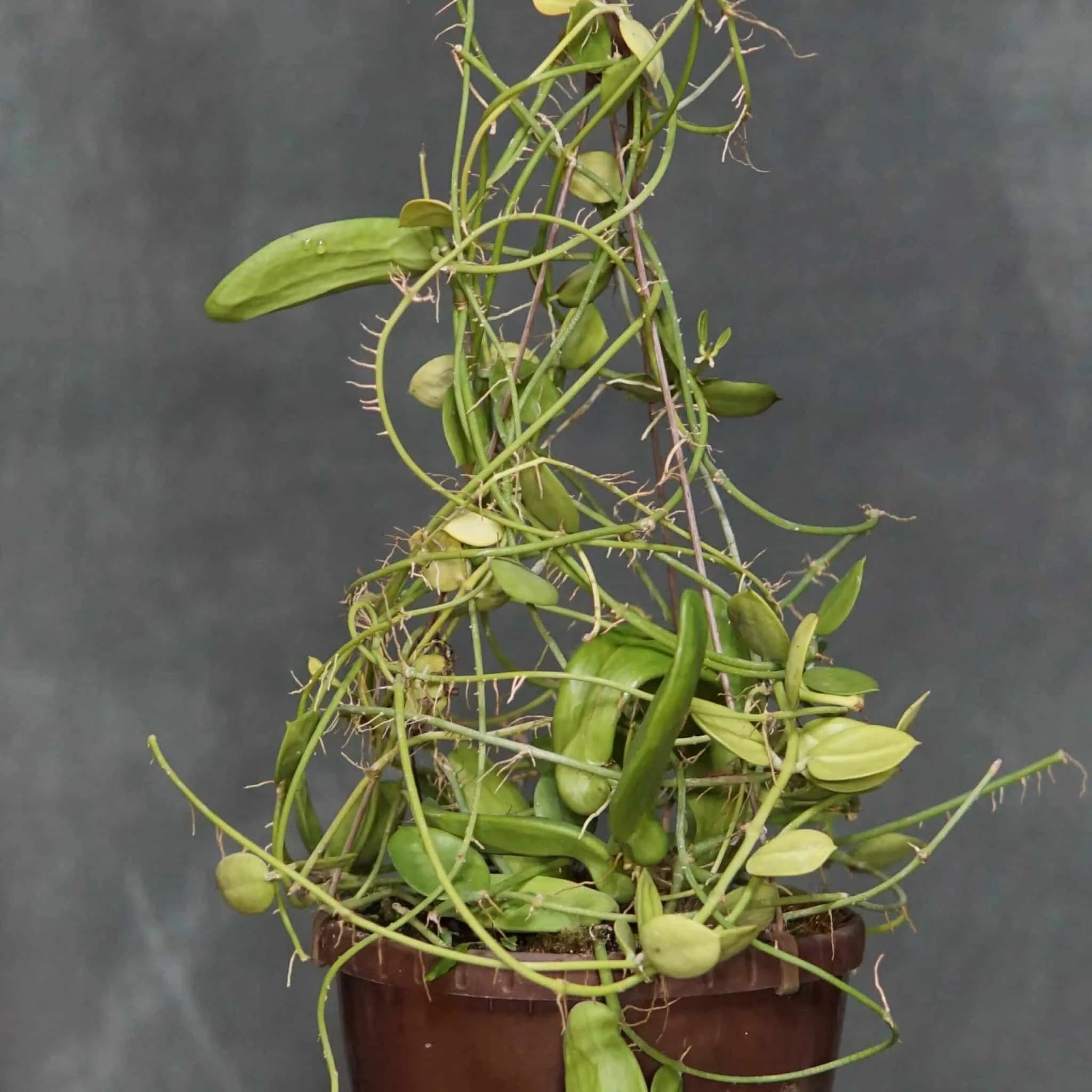 Dischidia major „Big Form“ 大森食虫植物農園