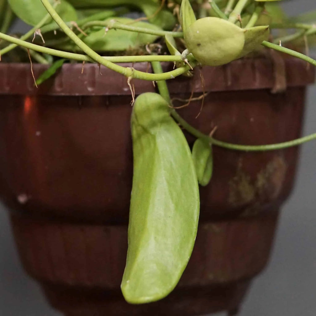 Dischidia major „Big Form“ 大森食虫植物農園