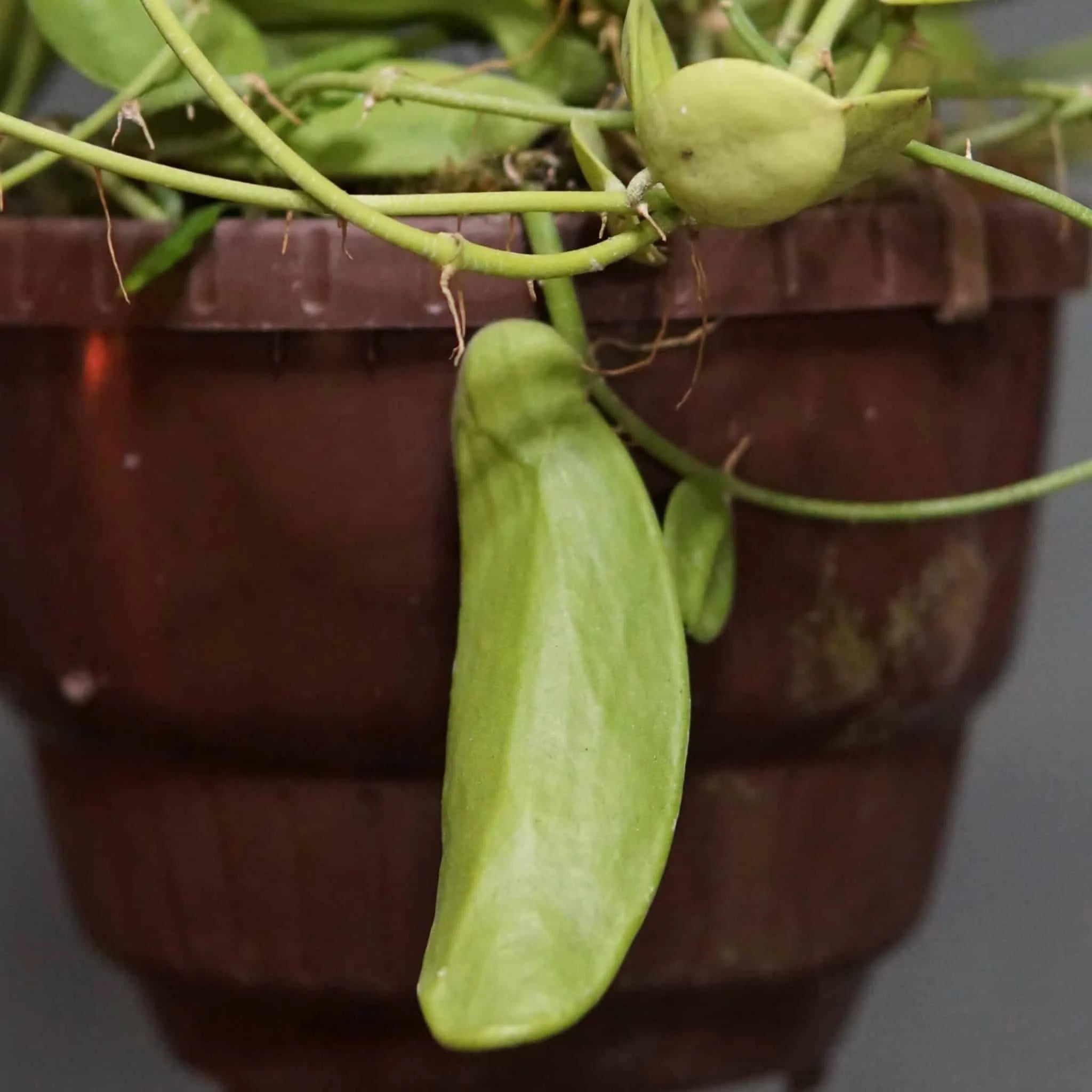 Dischidia major „Big Form“ 大森食虫植物農園