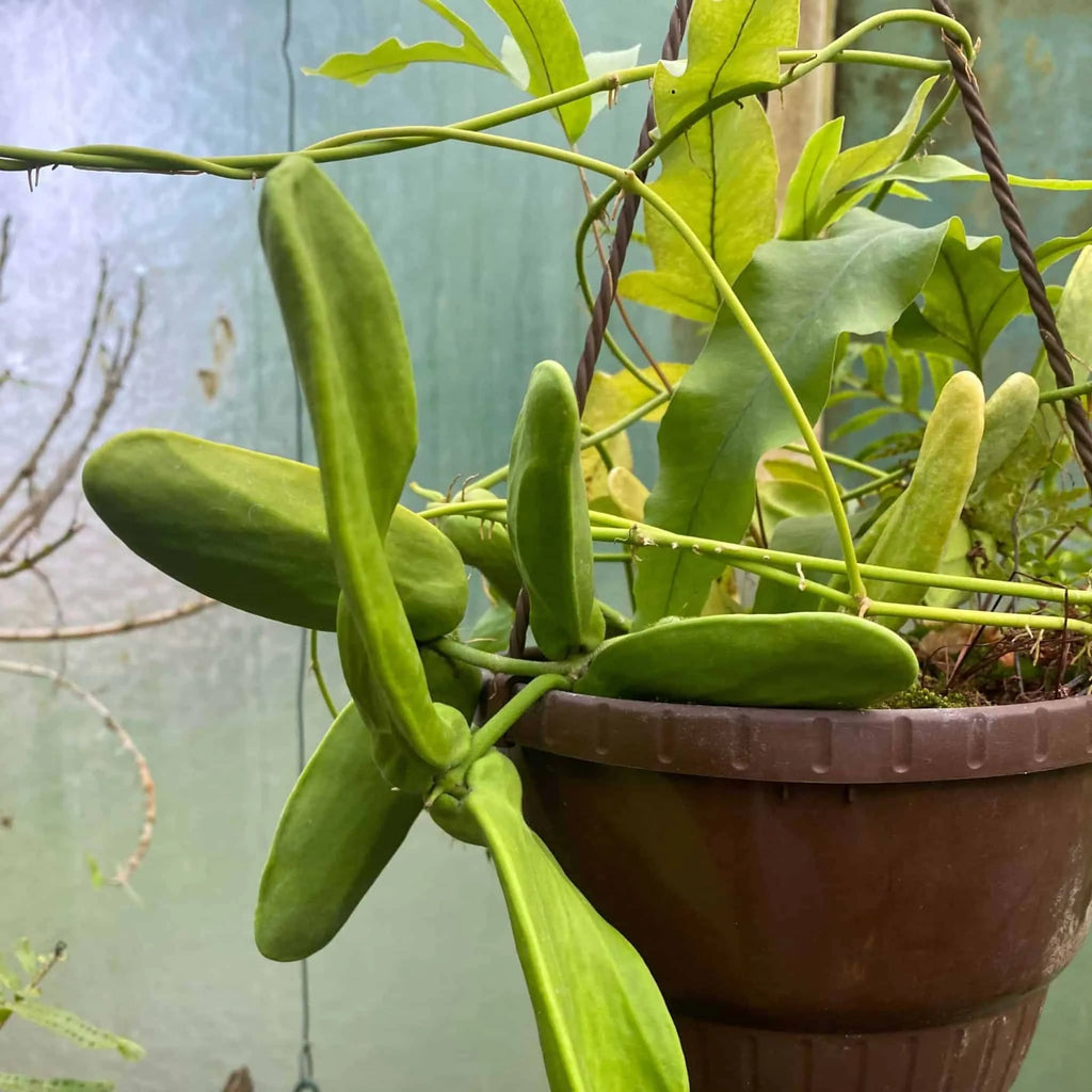 Dischidia major „Big Form“ 大森食虫植物農園