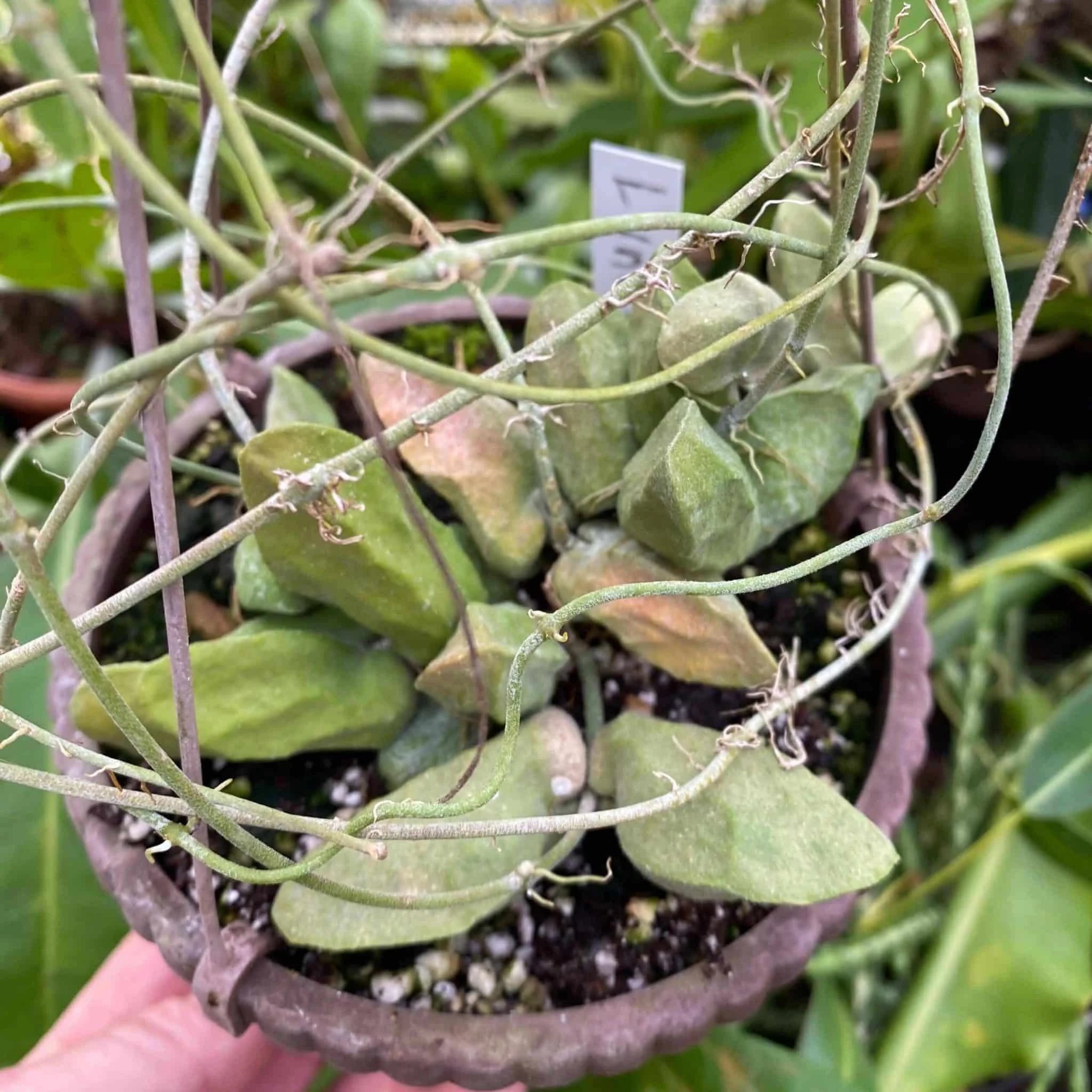 Dischidia major „Small Form“, Lundu 大森食虫植物農園
