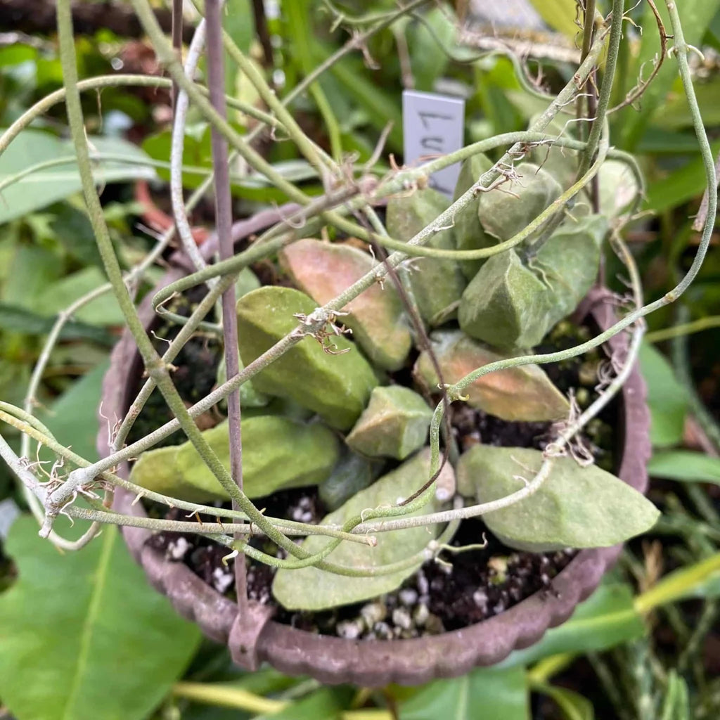 Dischidia major „Small Form“, Lundu 大森食虫植物農園