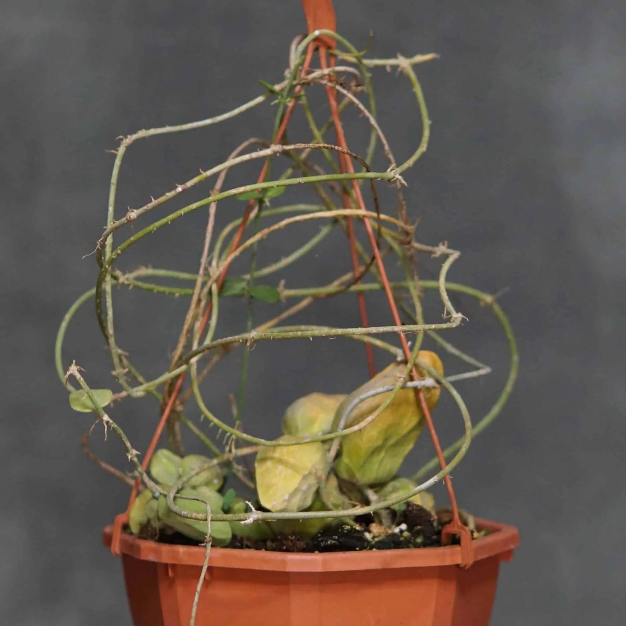 Dischidia major “Small Form“, Sumatra 大森食虫植物農園