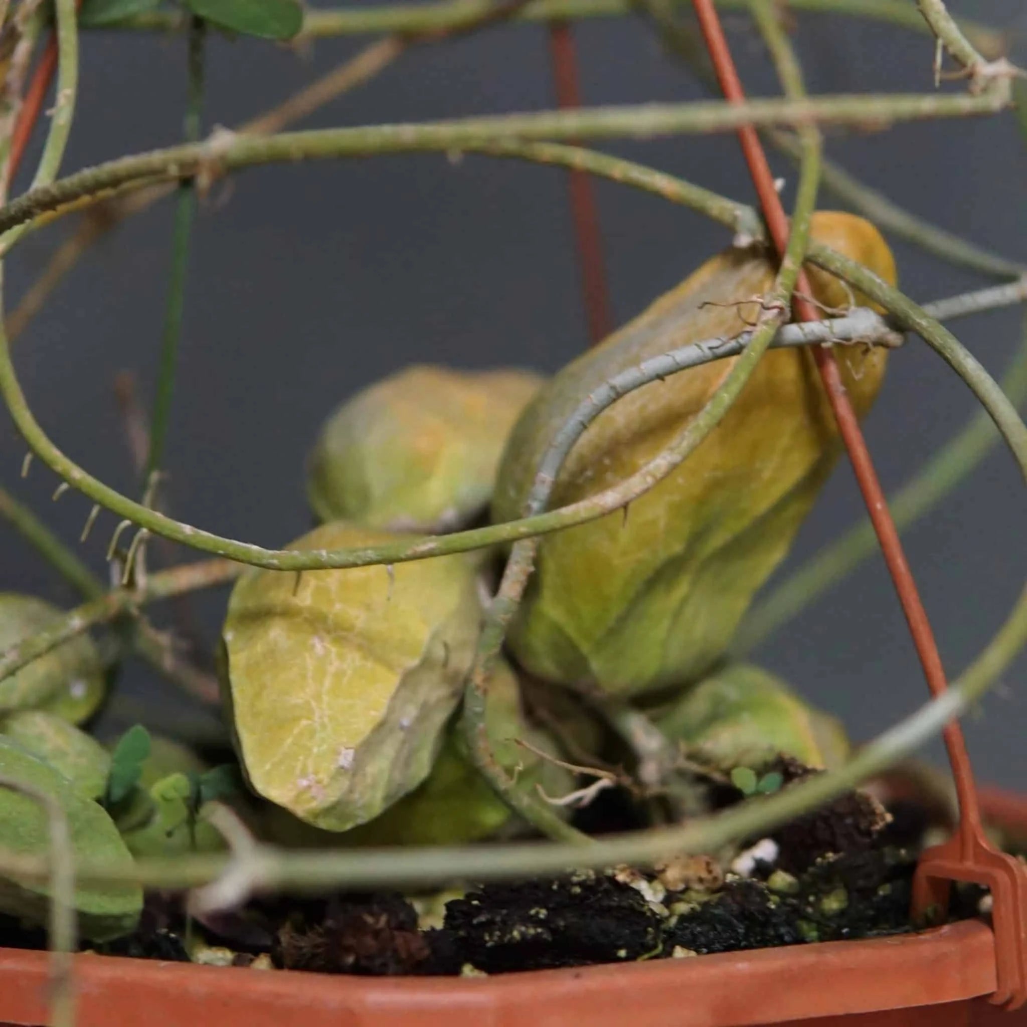Dischidia major “Small Form“, Sumatra 大森食虫植物農園