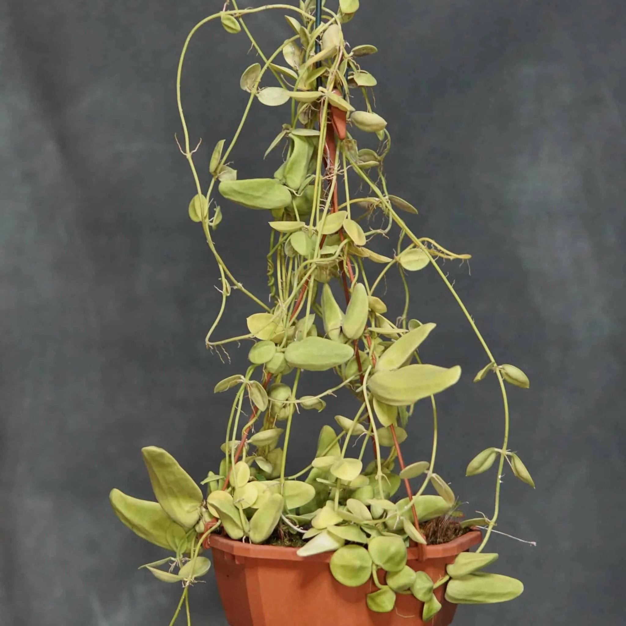 Dischidia major „intermediate sized urnes“ 大森食虫植物農園
