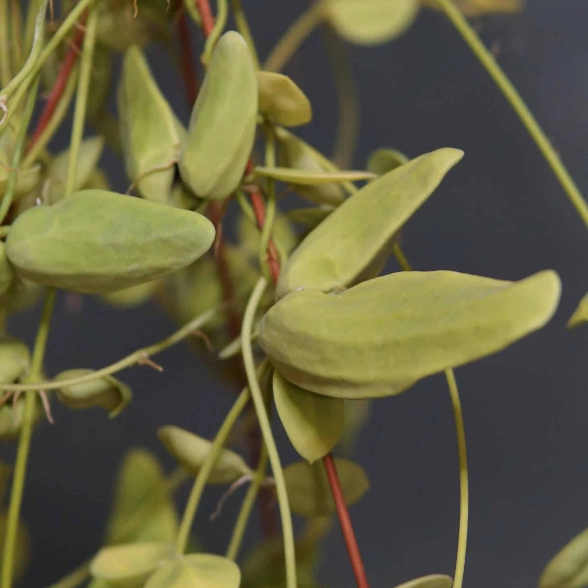 Dischidia major „intermediate sized urnes“ 大森食虫植物農園