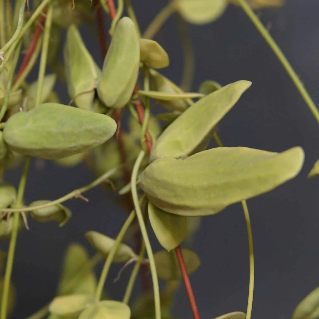Dischidia major “intermediate sized urnes“ 大森食虫植物農園