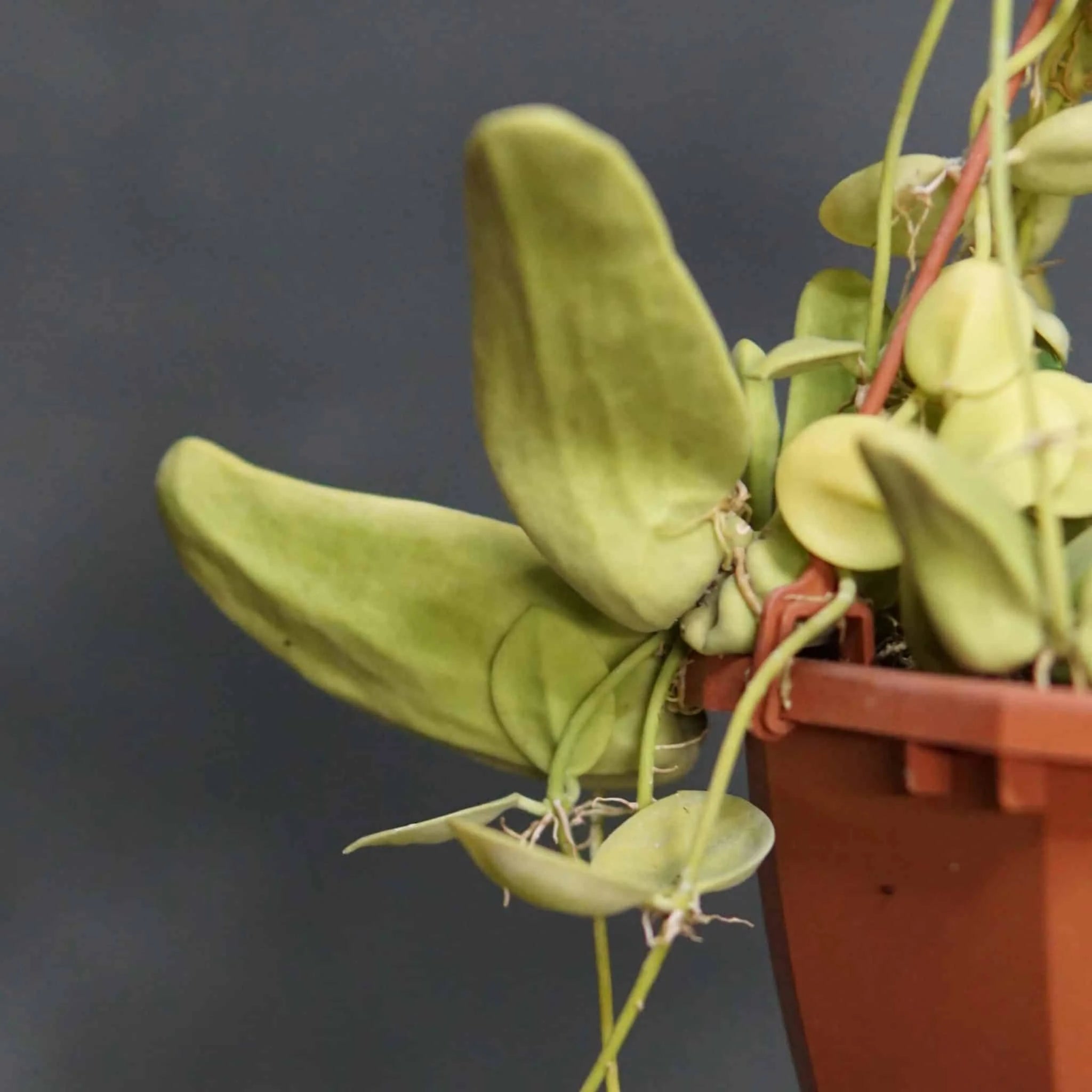 Dischidia major „intermediate sized urnes“ 大森食虫植物農園