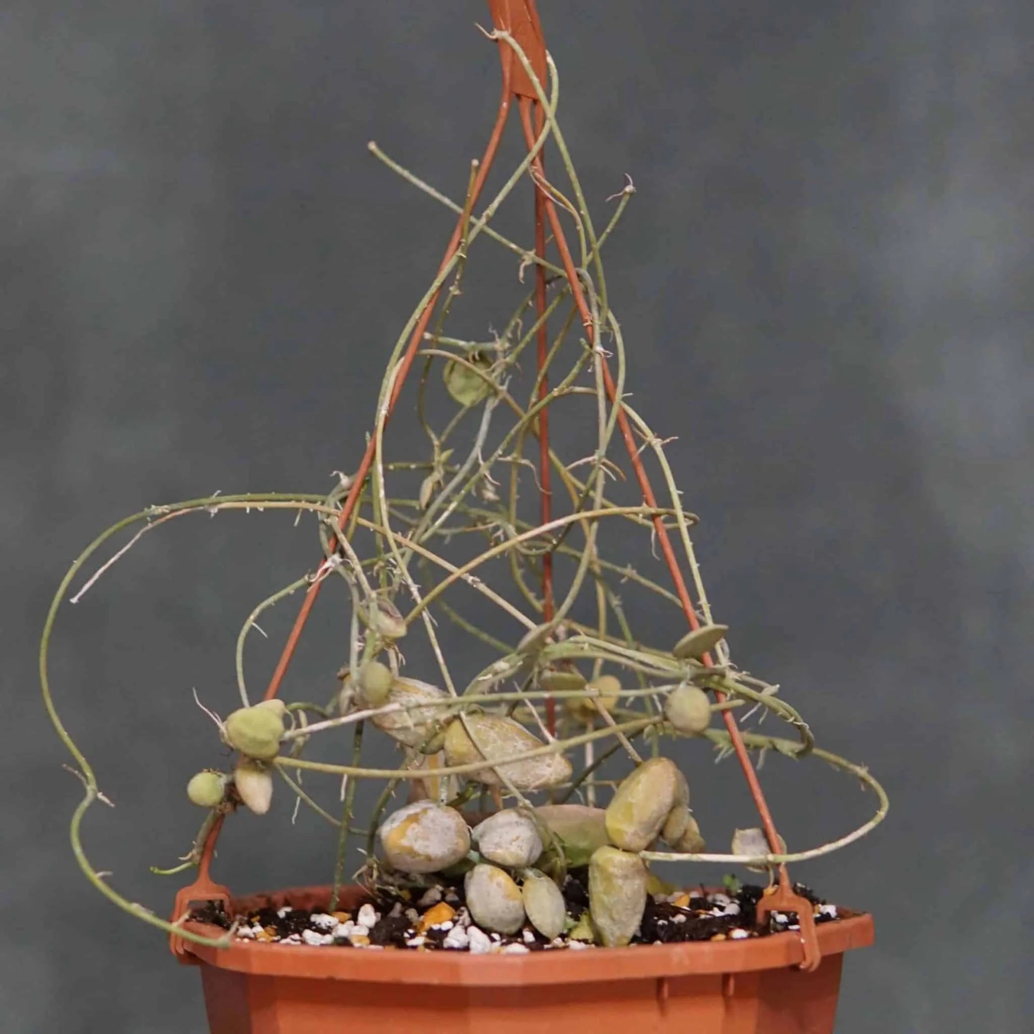 Dischidia major spec. Bako 大森食虫植物農園