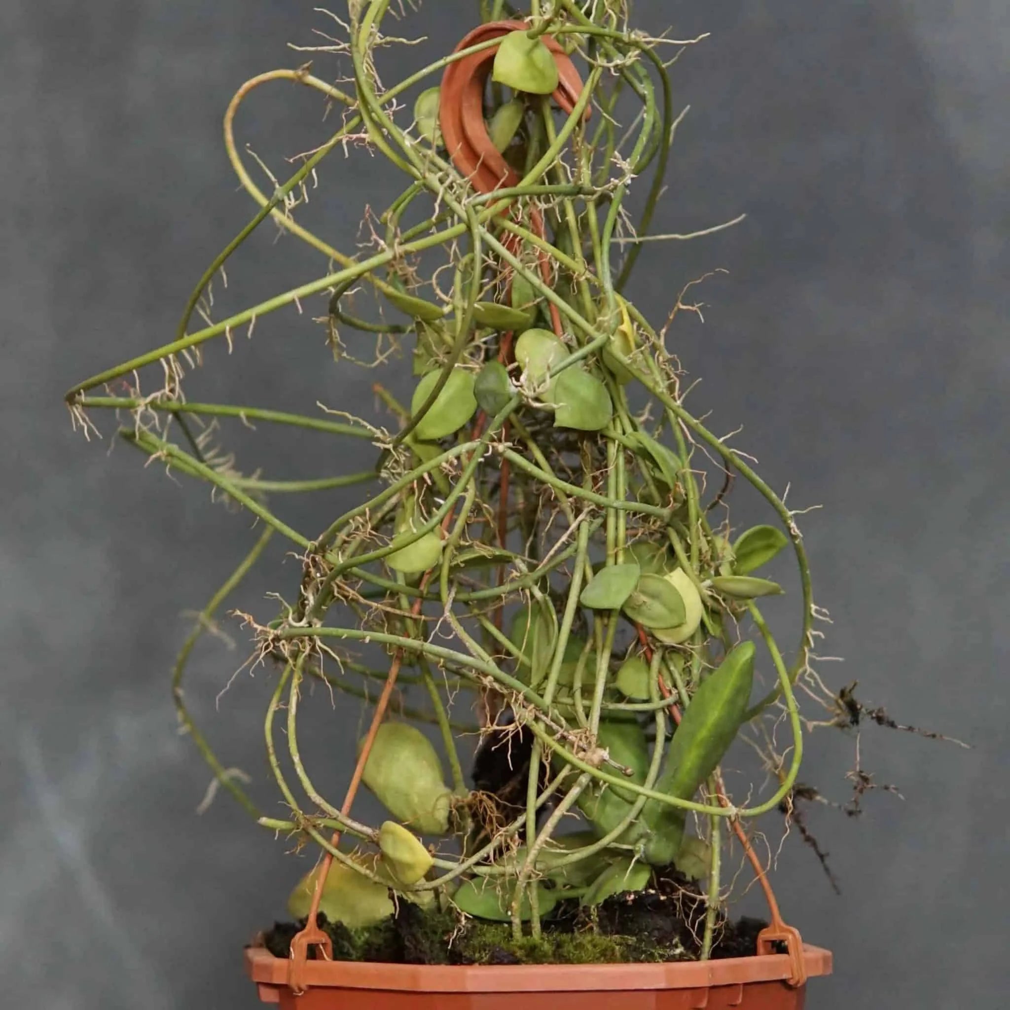 Dischidia major spec. Bako 大森食虫植物農園