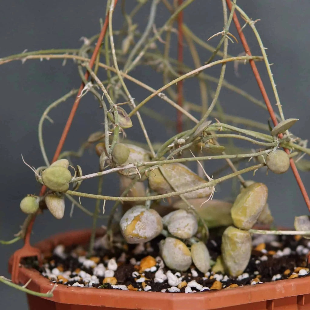 Dischidia major spec. Bako 大森食虫植物農園