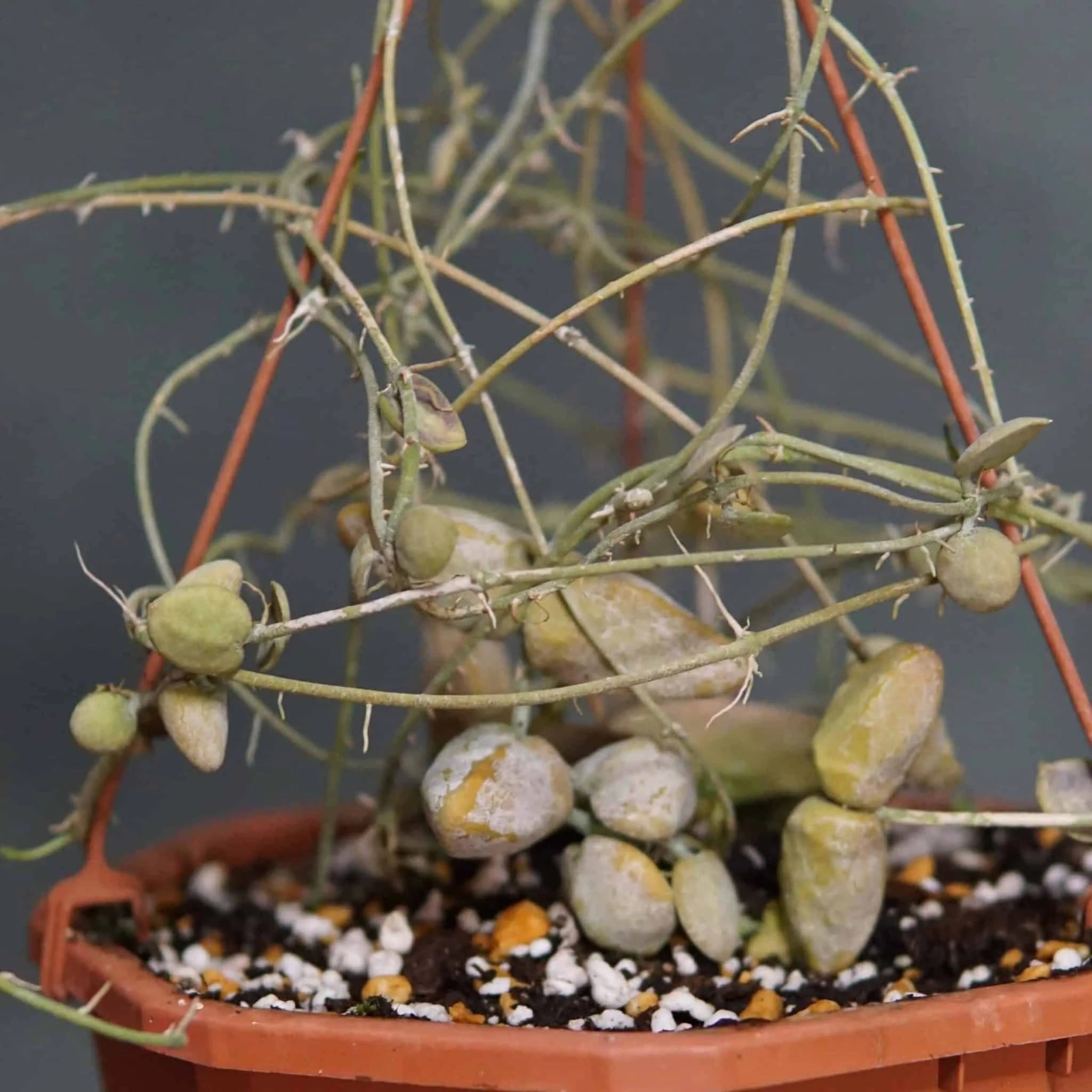 Dischidia major spec. Bako 大森食虫植物農園