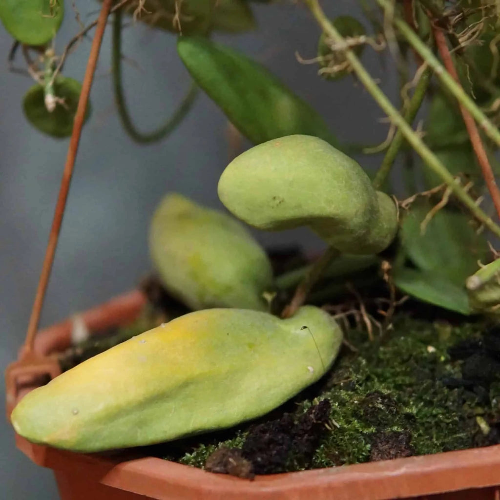 Dischidia major spec. Bako 大森食虫植物農園