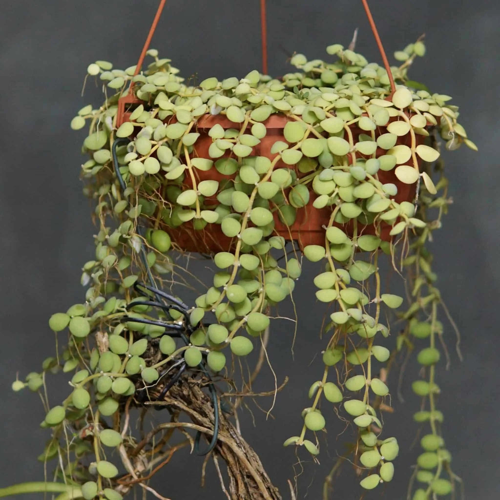 Dischidia nummularia, Borneo, Coastline Sabah 大森食虫植物農園