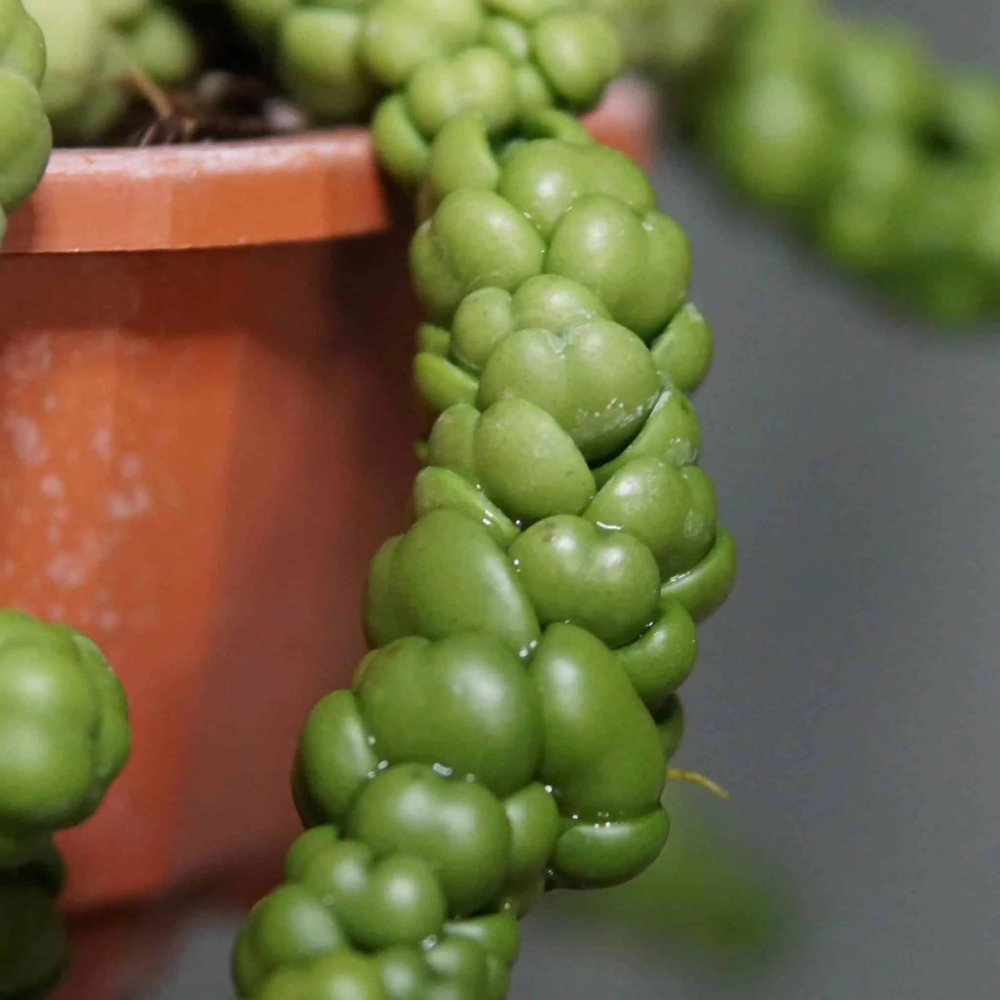 Dischidia nummularia „Pangolin Kiss“ 大森食虫植物農園