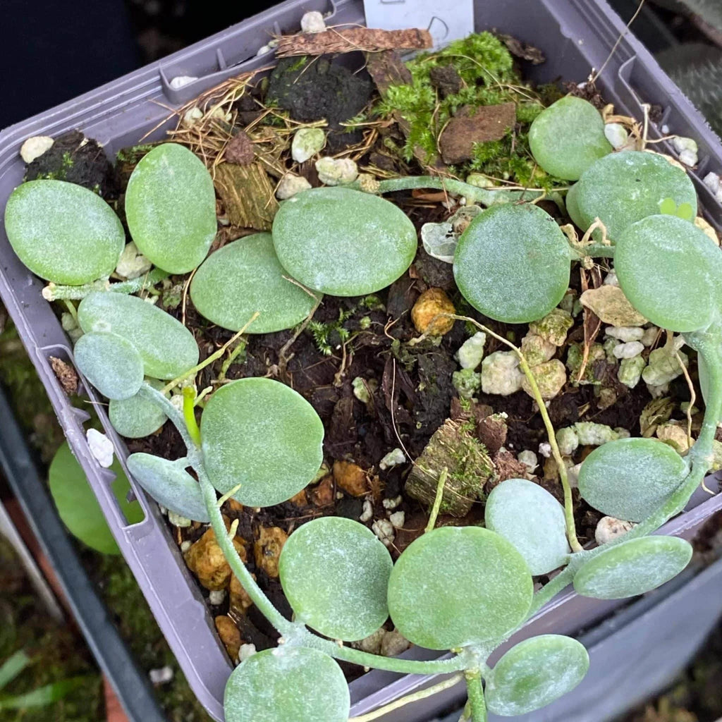 Dischidia nummularia „Silver“ 大森食虫植物農園