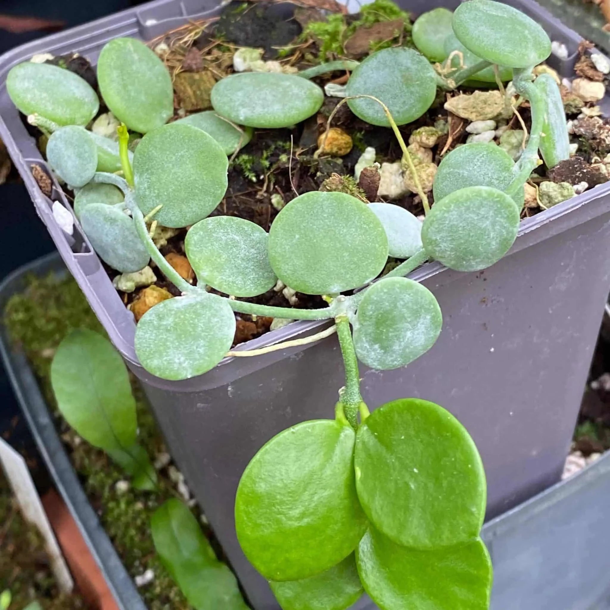 Dischidia nummularia „Silver“ 大森食虫植物農園