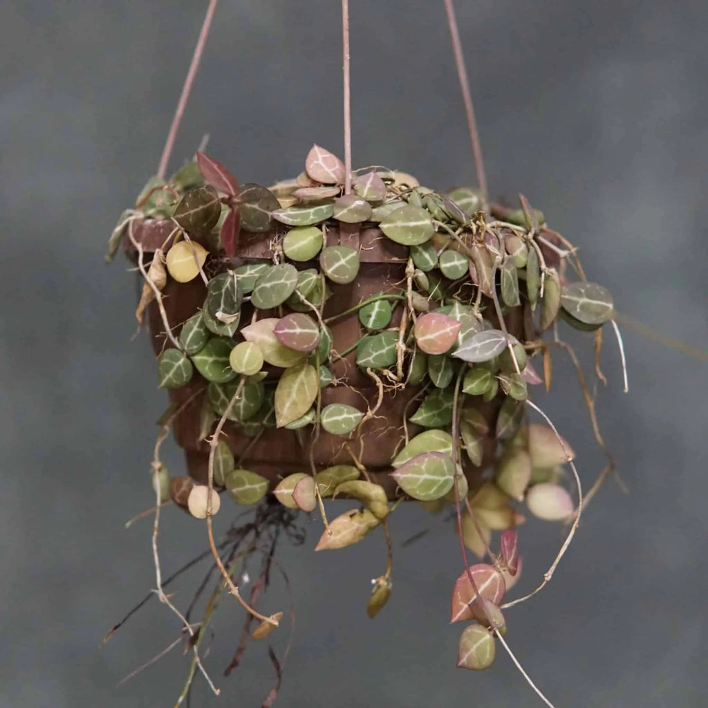Dischidia ovata 大森食虫植物農園