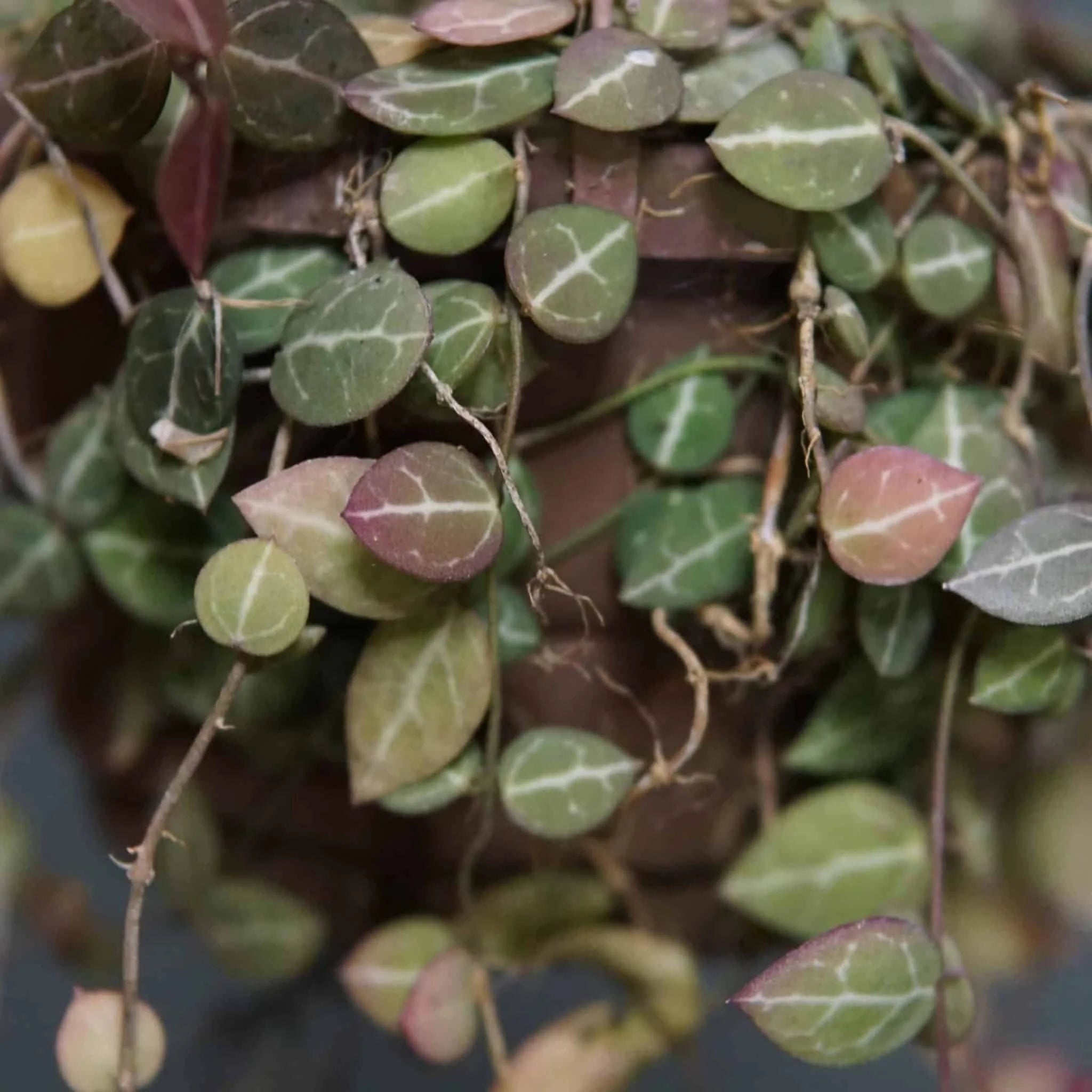 Dischidia ovata 大森食虫植物農園