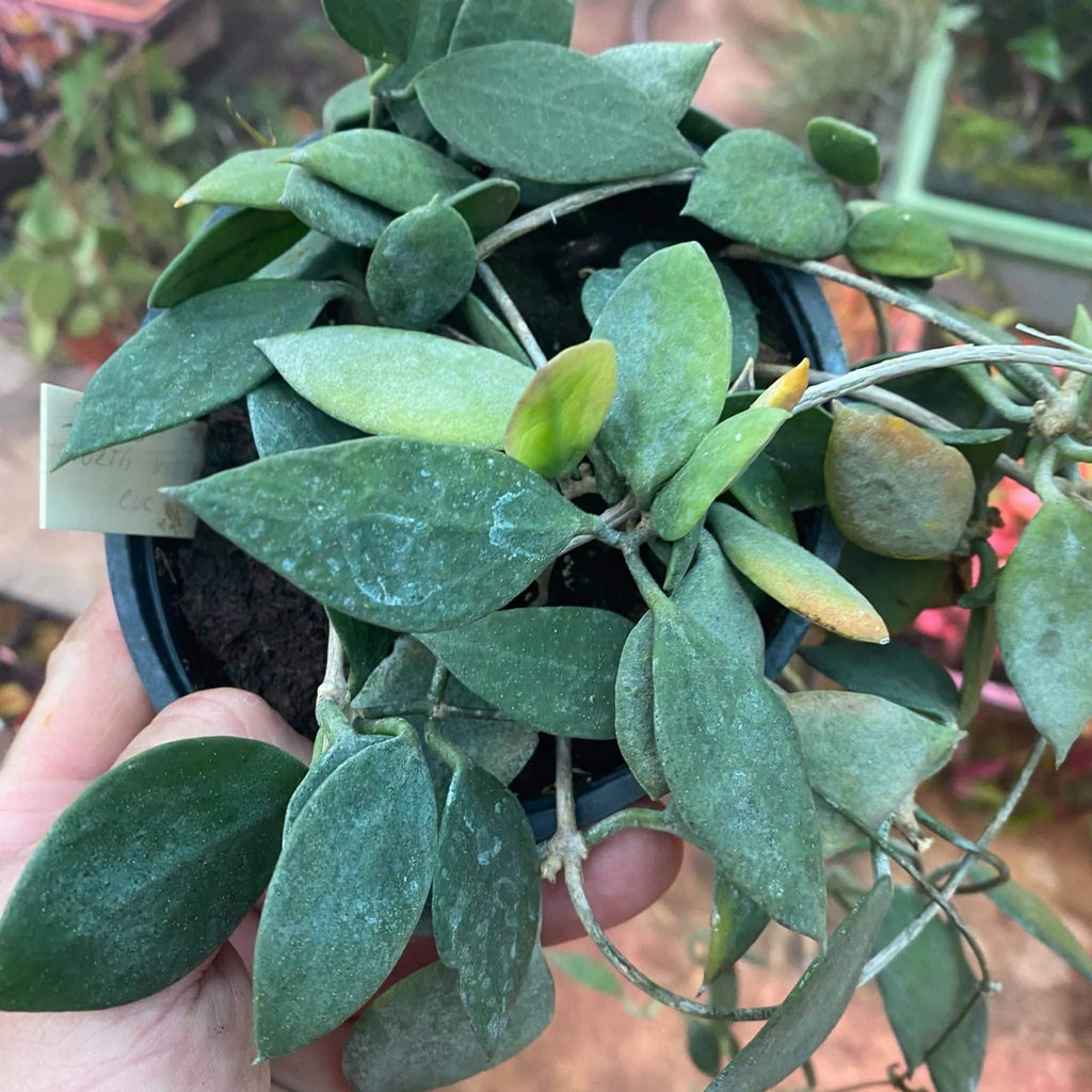 Dischidia phuphanensis 大森食虫植物農園