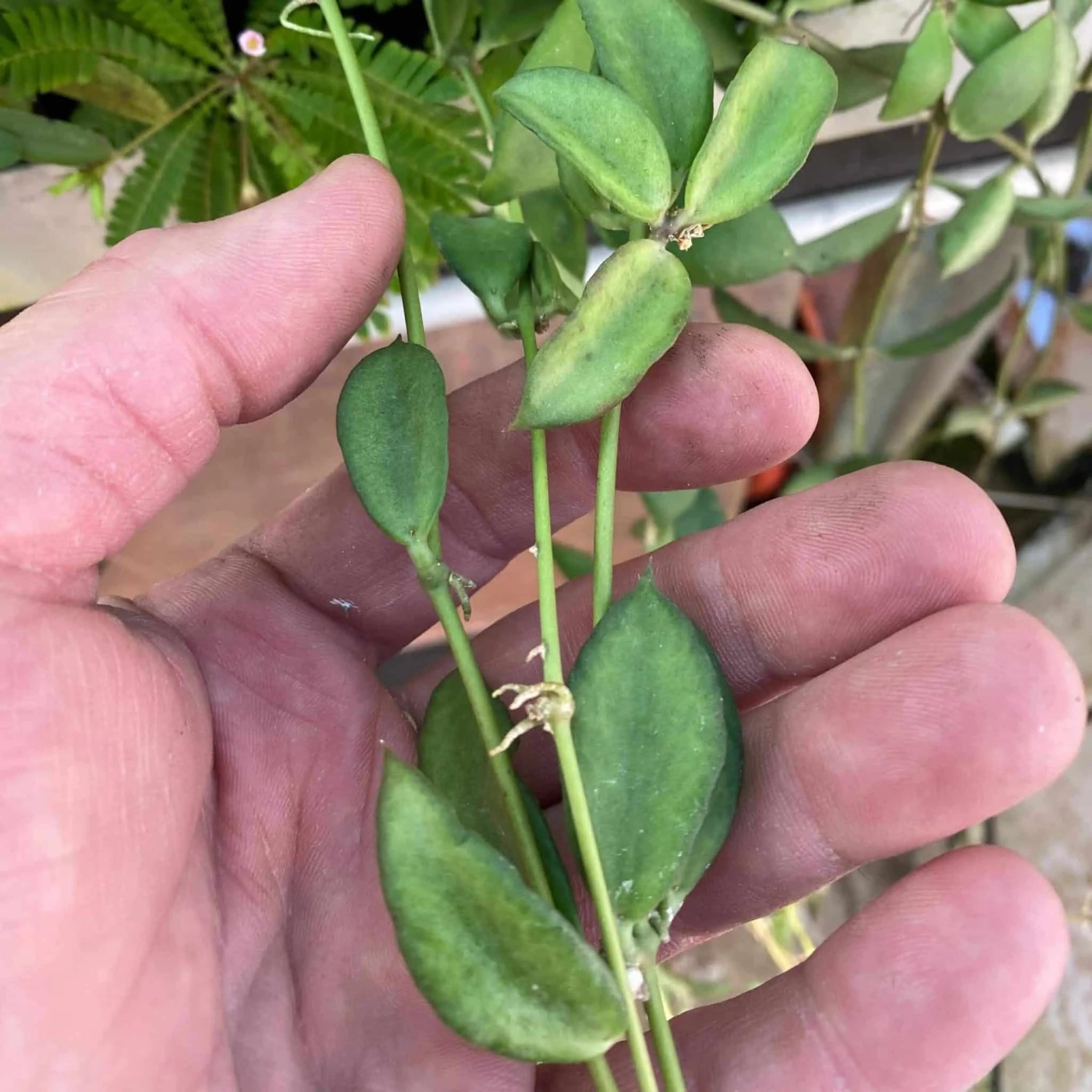 Dischidia phuphanensis 大森食虫植物農園