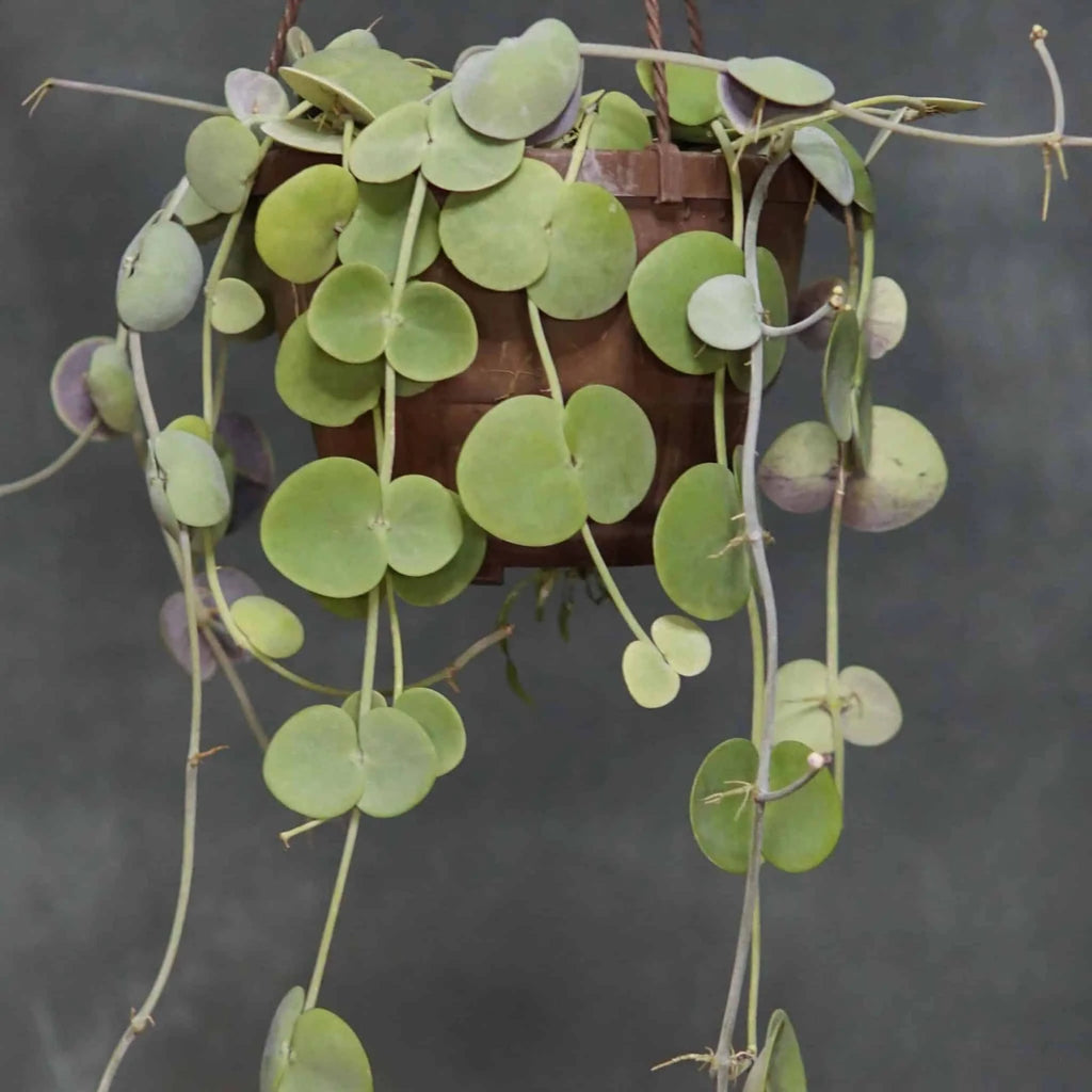 Dischidia platyphylla, big round leaves 大森食虫植物農園