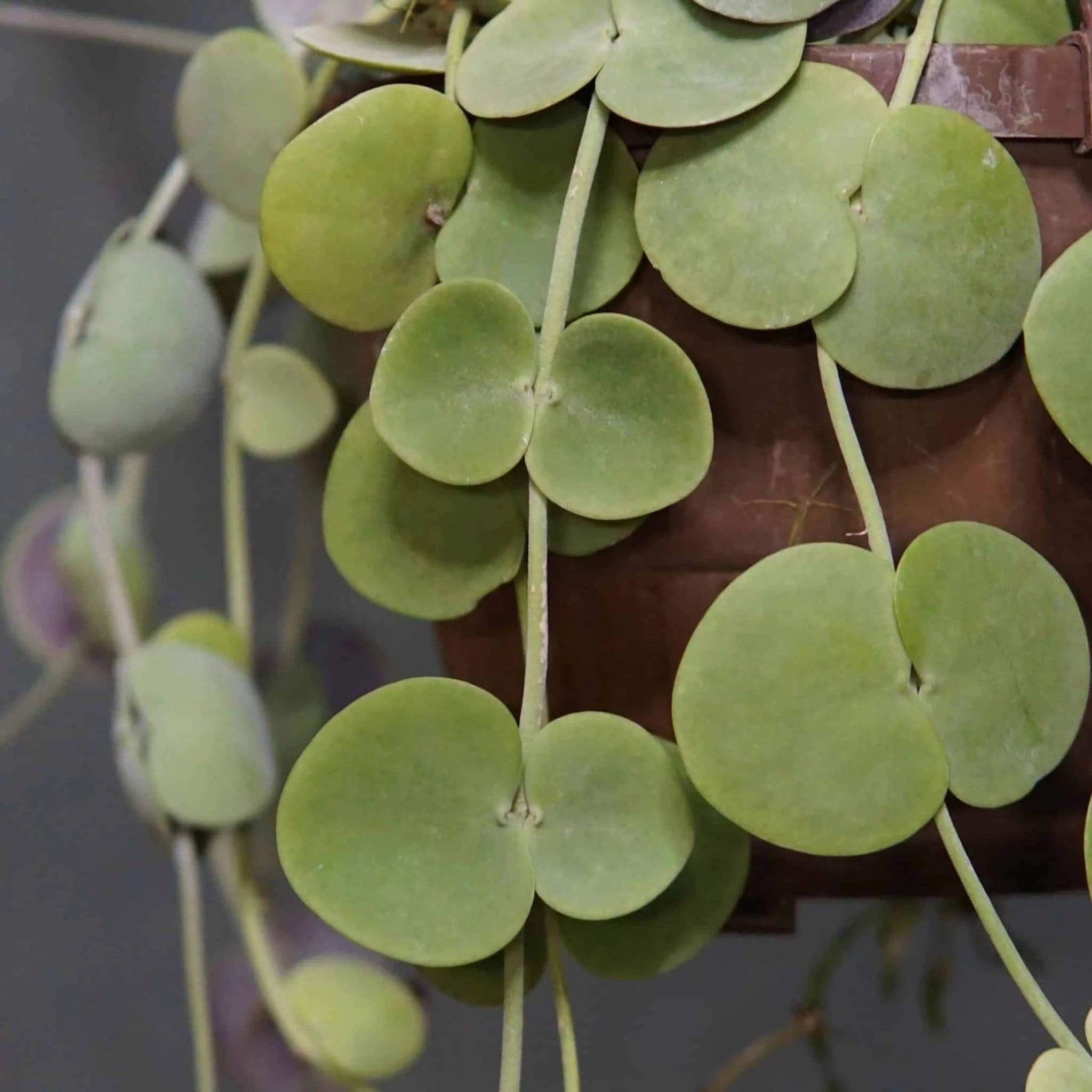 Dischidia platyphylla, big round leaves 大森食虫植物農園