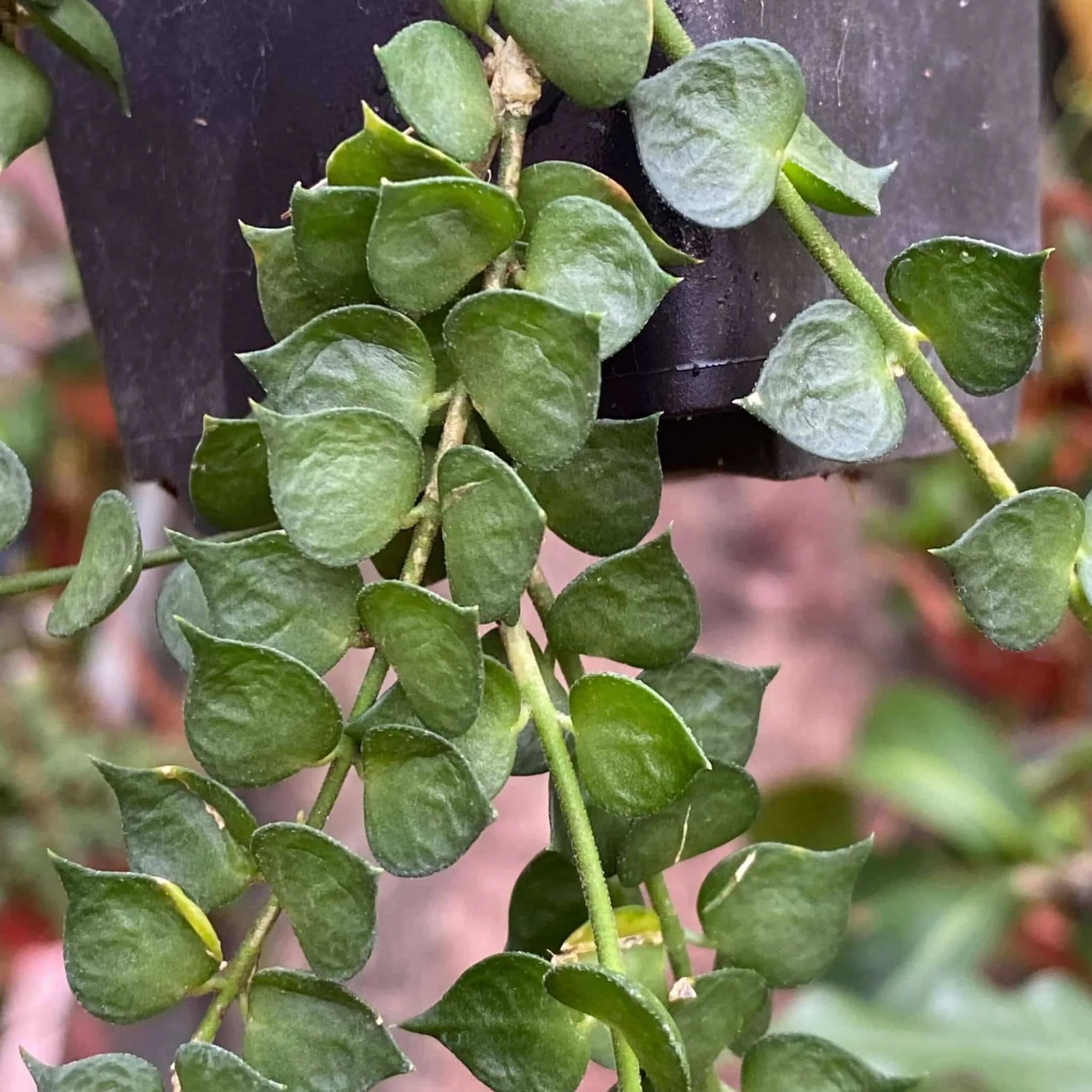 Dischidia ruscifolia 大森食虫植物農園