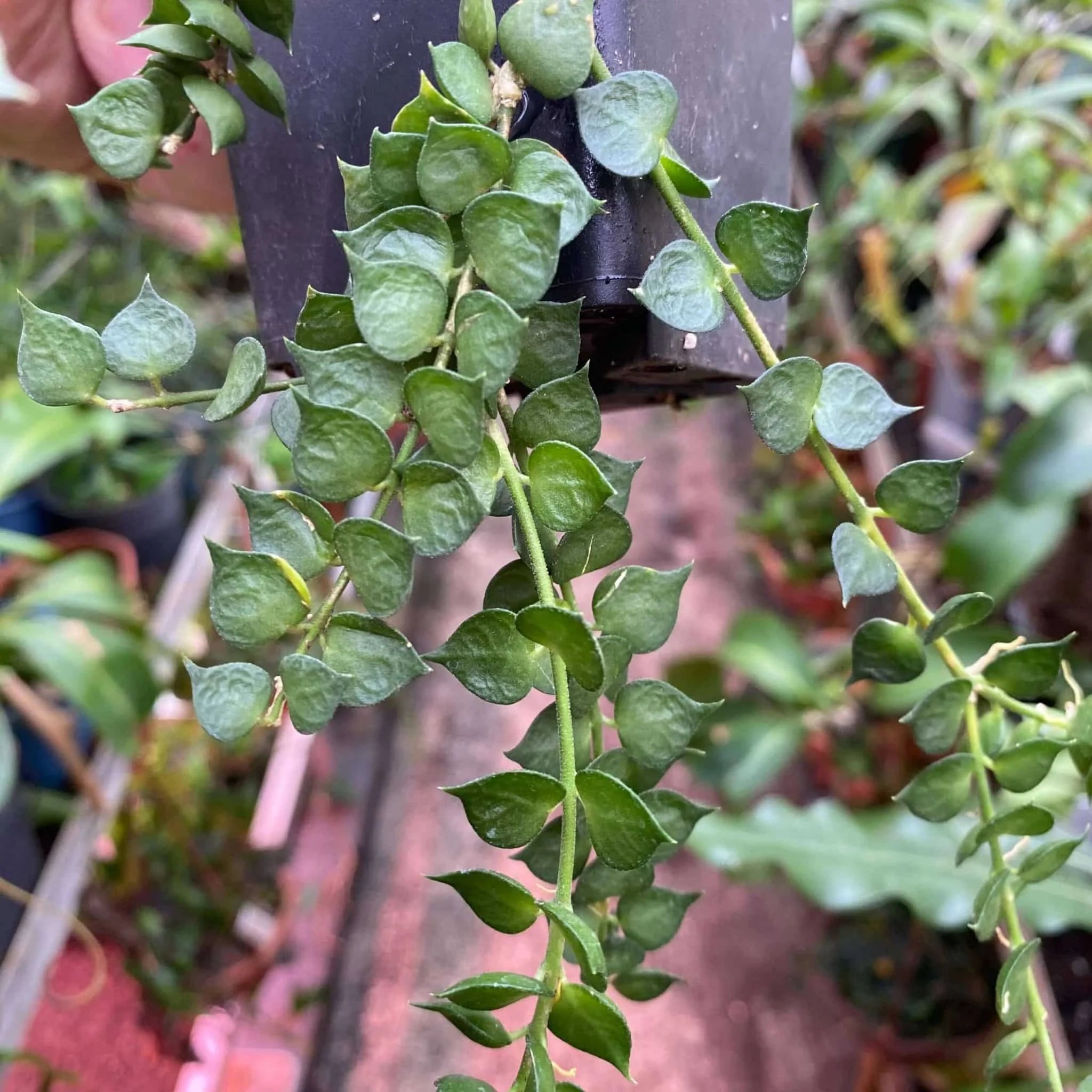 Dischidia ruscifolia 大森食虫植物農園