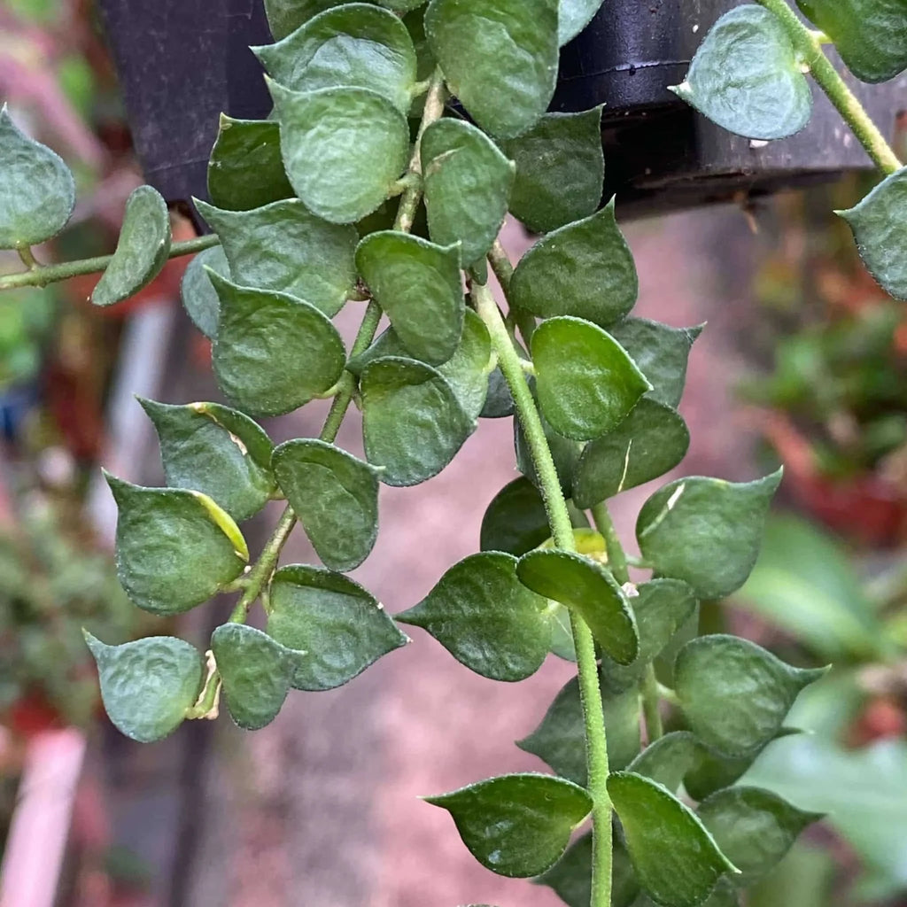 Dischidia ruscifolia 大森食虫植物農園
