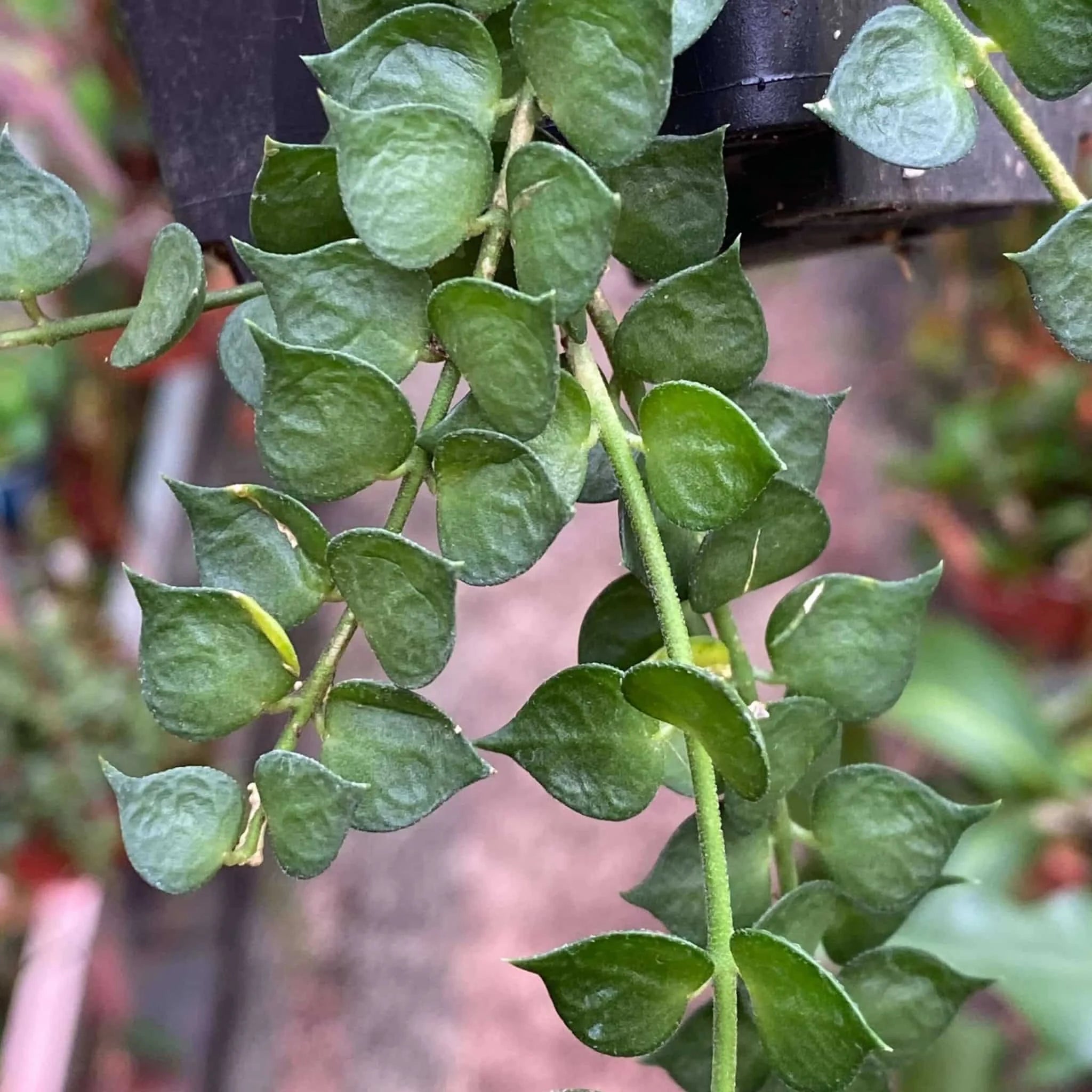 Dischidia ruscifolia 大森食虫植物農園