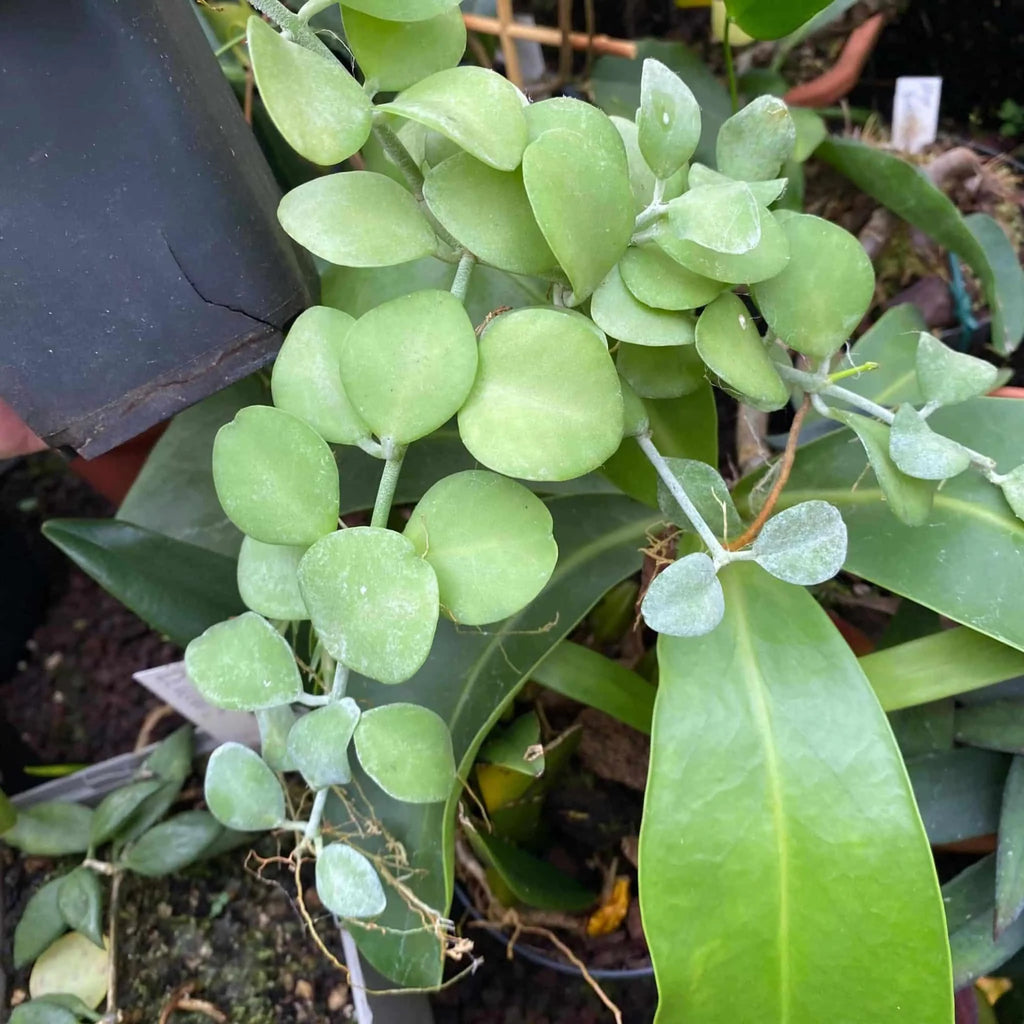 Dischidia spec. Geria 大森食虫植物農園