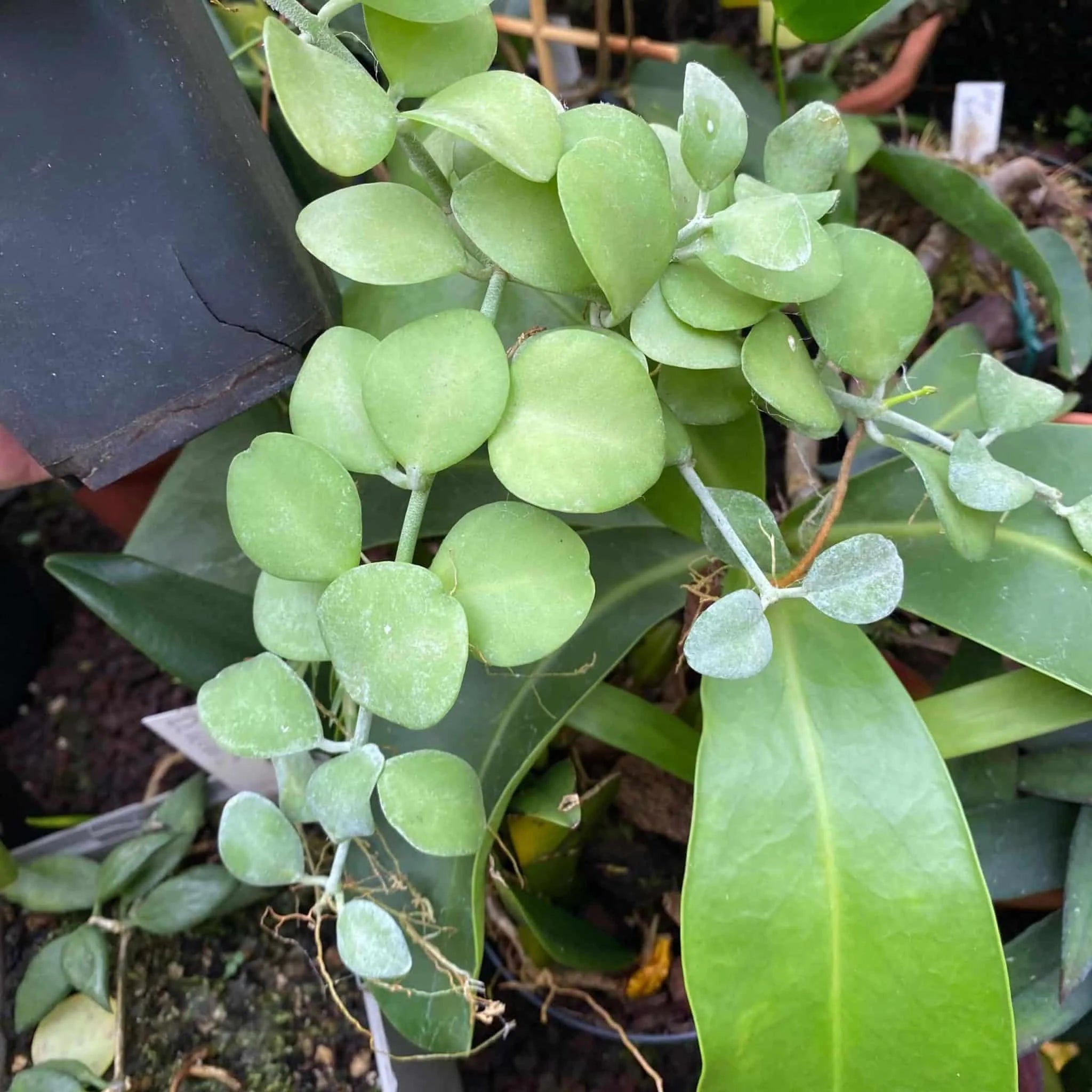 Dischidia spec. Geria 大森食虫植物農園